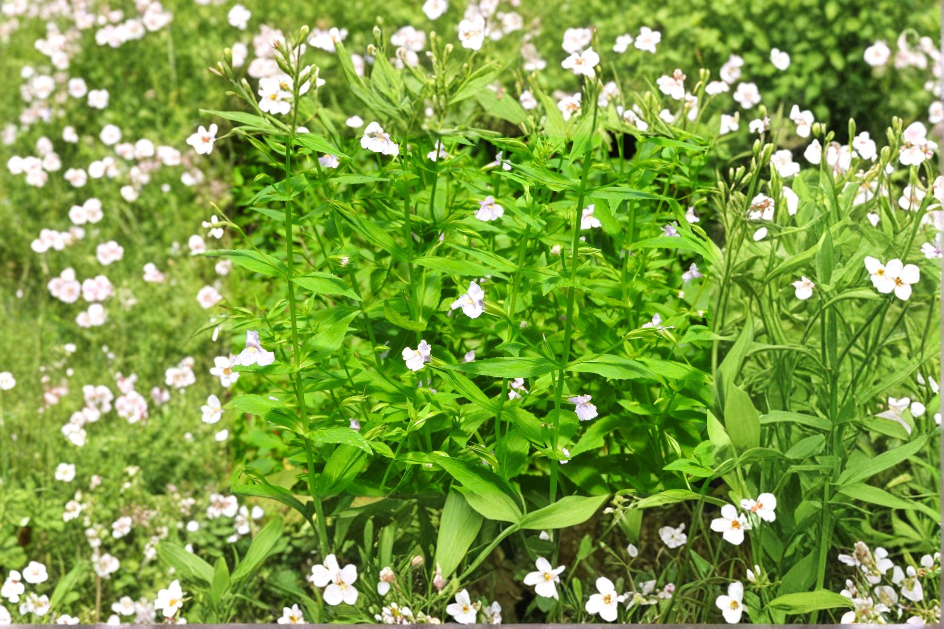 Monkey Flower Seeds - Mimulus ringens, Native Purple Wildflower for Wetlands, Rain Gardens & Pollinator Gardens