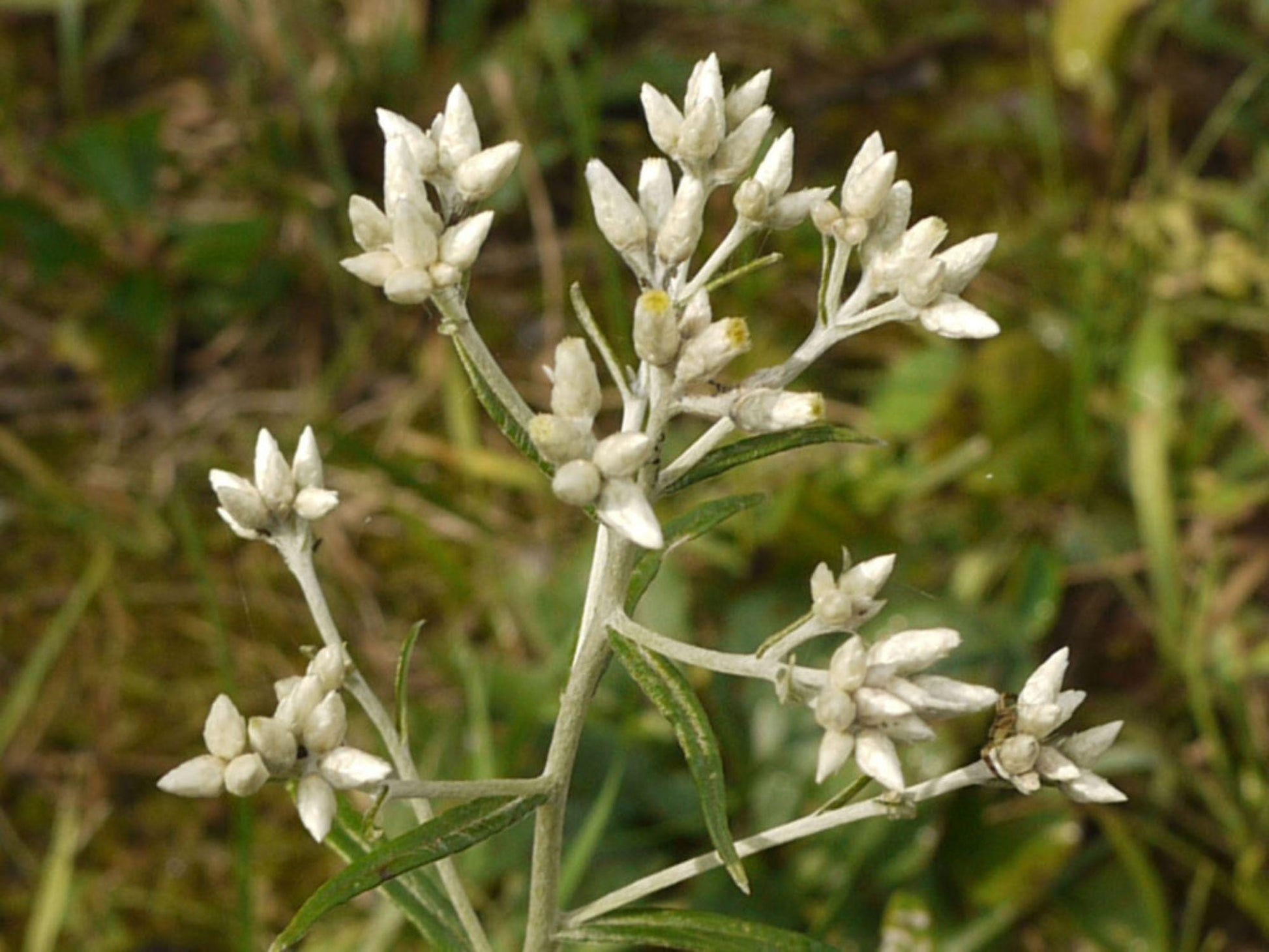 Pseudognaphalium Obtusifolium Seeds – 500 Native Sweet Everlasting Wildflower for Pollinator Gardens & Drought Tolerance