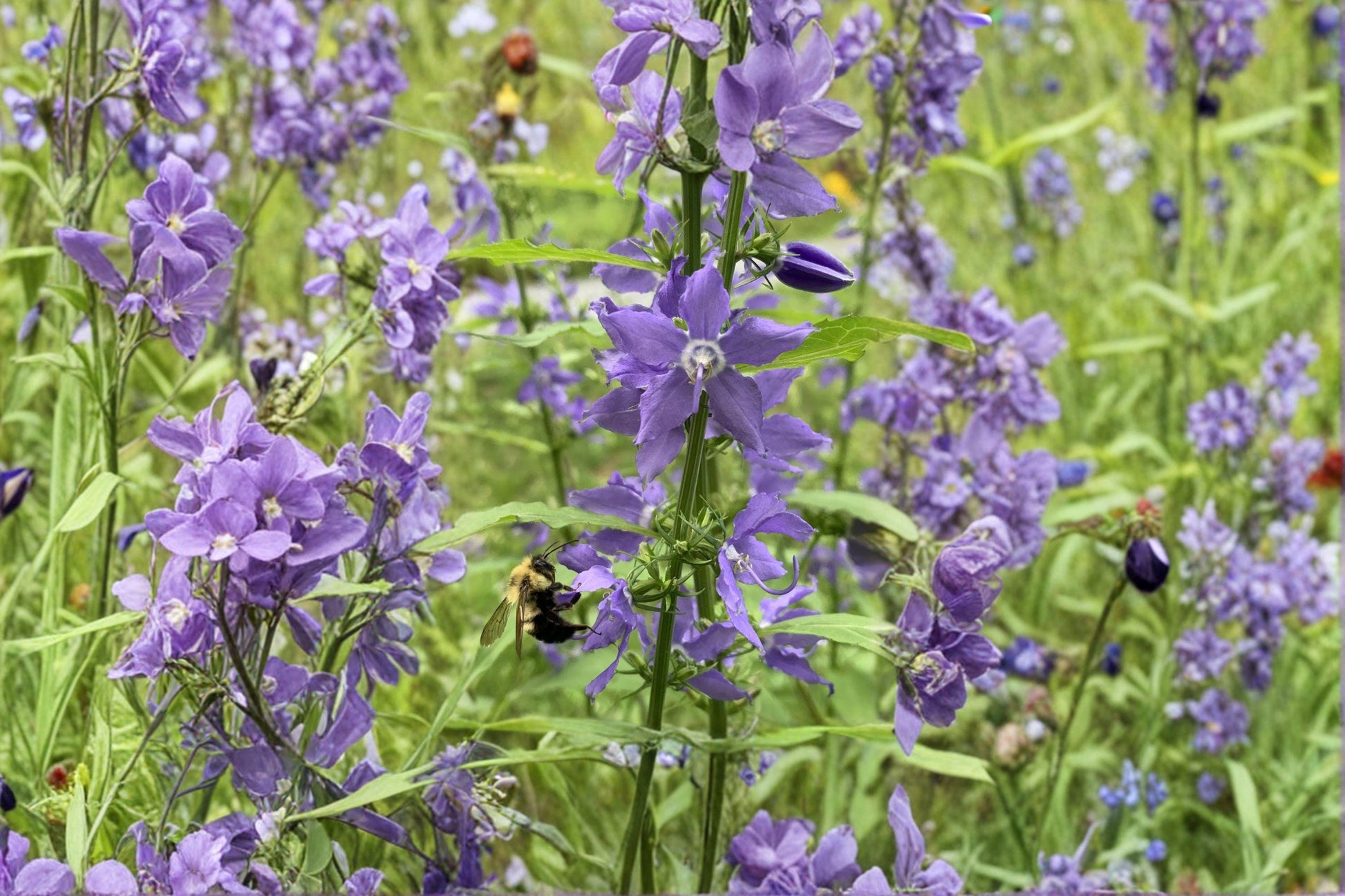 Tall Bellflower Seeds – 500 Blue Wildflower Seeds for Native Gardens, Woodland Edges, and Pollinator Gardens – Campanula americana