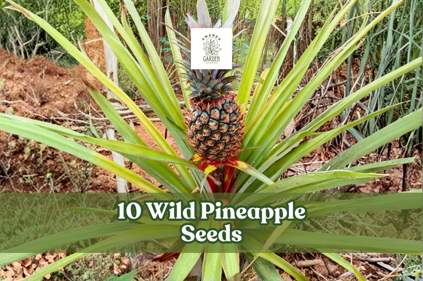 10 Wild Pineapple Seeds for Ornamental Bromeliad (Bromelia pinguin) - Tropical Garden Planting