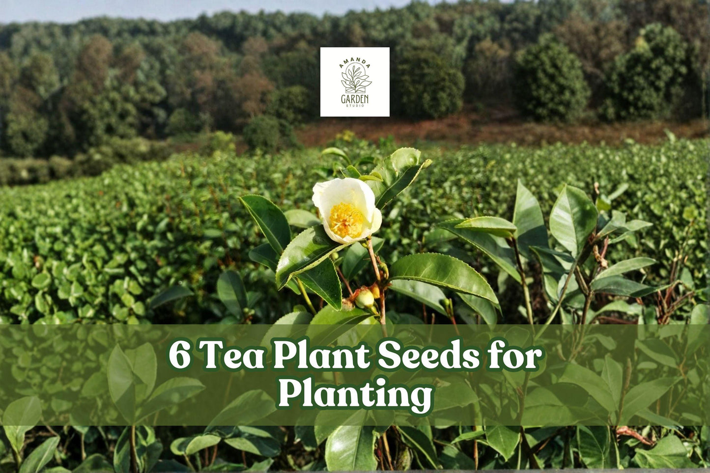Tea Plant Seeds, Camellia sinensis, Evergreen Shrub for Garden & Container Planting