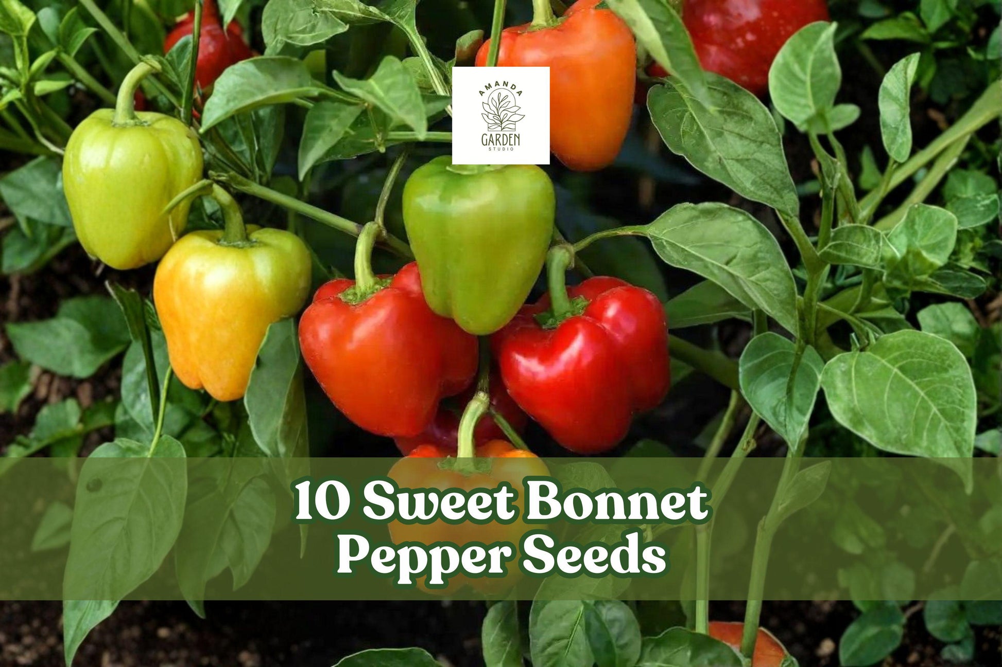 10 Sweet Bonnet Pepper Seeds – Capsicum chinense, Bonnet-Shaped Pods, Garden & Container Planting, Warm-Season Outdoor Planting