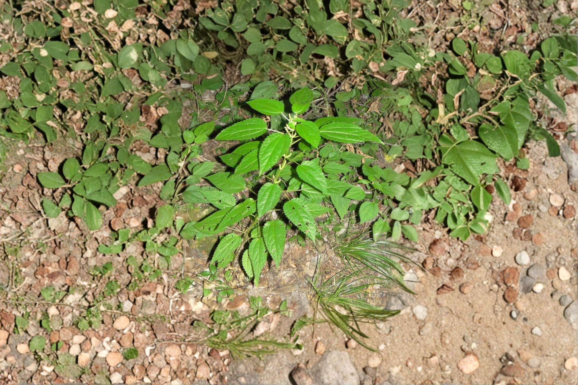 Smallspike False Nettle Seeds – 100 Native Perennial Seeds for Wetlands, Woodland Gardens, Boehmeria cylindrica
