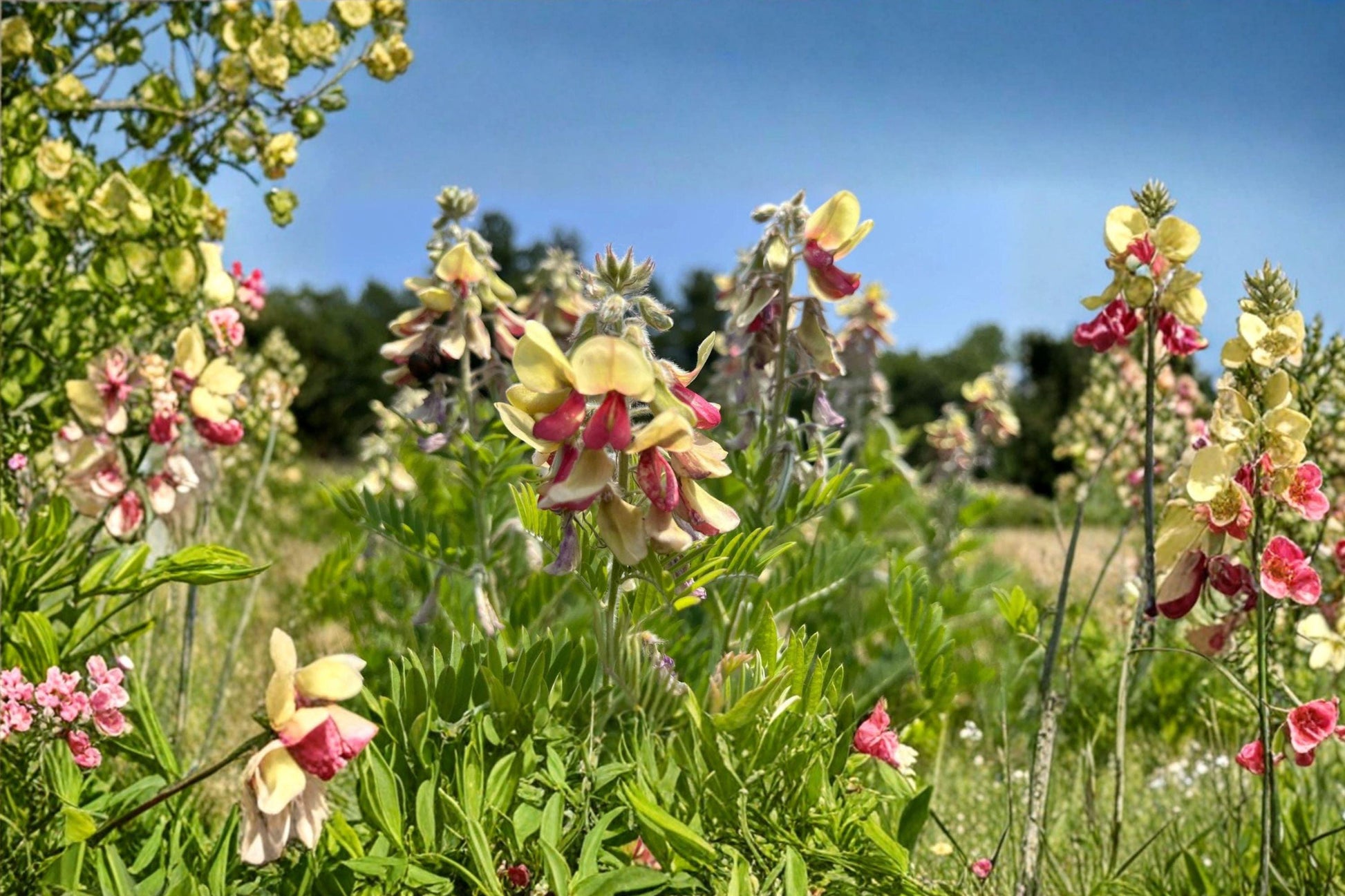 Goat's Rue Seeds – Tephrosia virginiana, Native Prairie Perennial, Drought-Tolerant, Pollinator-Friendly, Pink & Cream Flowers