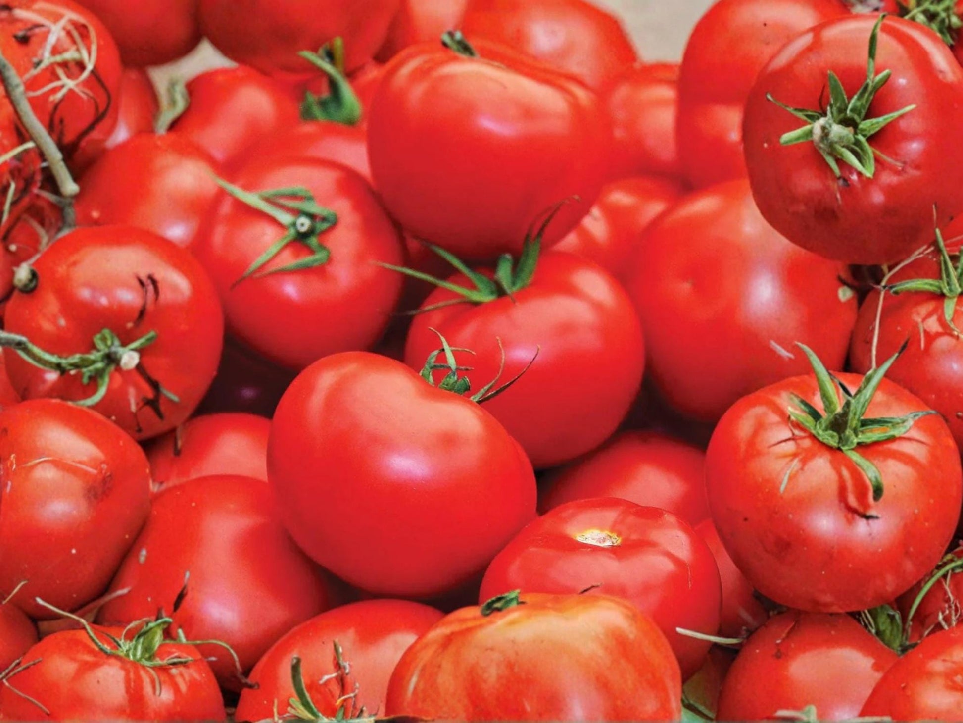 Floradel Tomato Seeds – Heat Tolerant Slicing Heirloom Garden Vegetable – 30 Seeds