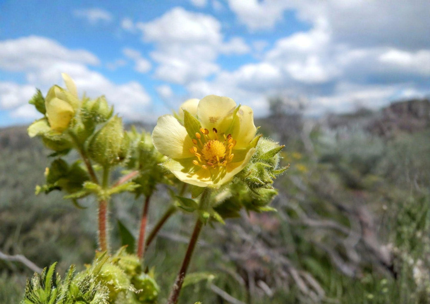 Prairie Cinquefoil Seeds - Native White Wildflower, Drought Tolerant, Drymocallis arguta, 500 Seeds