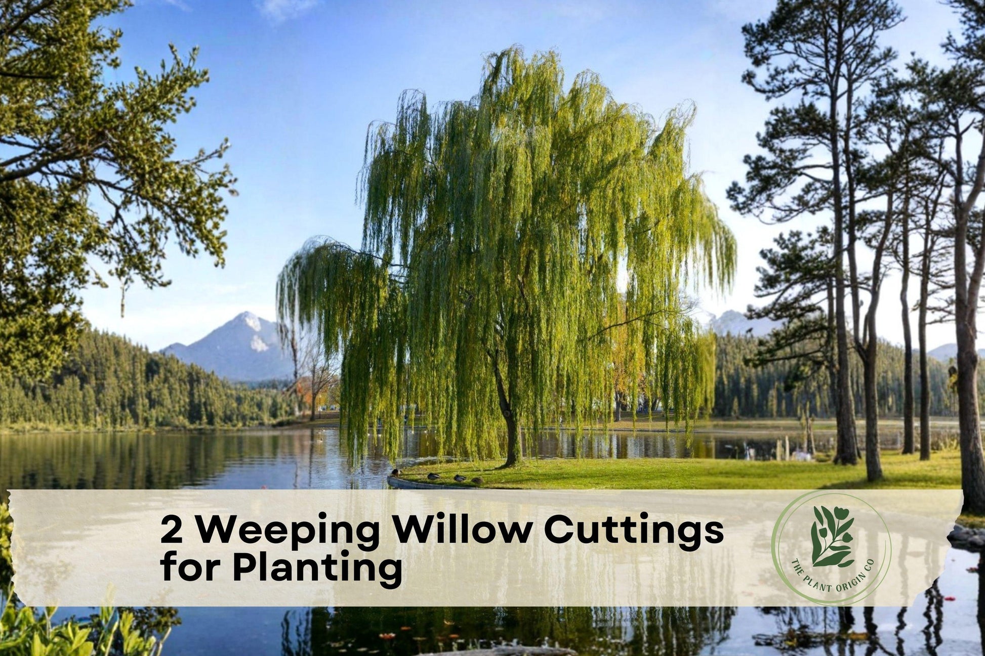 Weeping Willow Cuttings – Live Deciduous Tree, Bright Green Foliage, Salix for Planting, Fast-Growing Landscape Tree