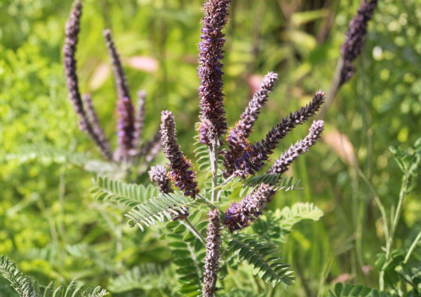 Lead Plant Seeds – Amorpha Canescens, Purple Flower Spikes, Drought Tolerant Native Prairie Shrub, 50 Seeds