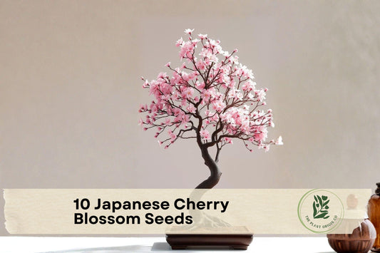 10 Japanese Cherry Blossom Seeds - Prunus Sakura Ornamental Tree with Pink Spring Blooms for Gardening and Bonsai Cultivation