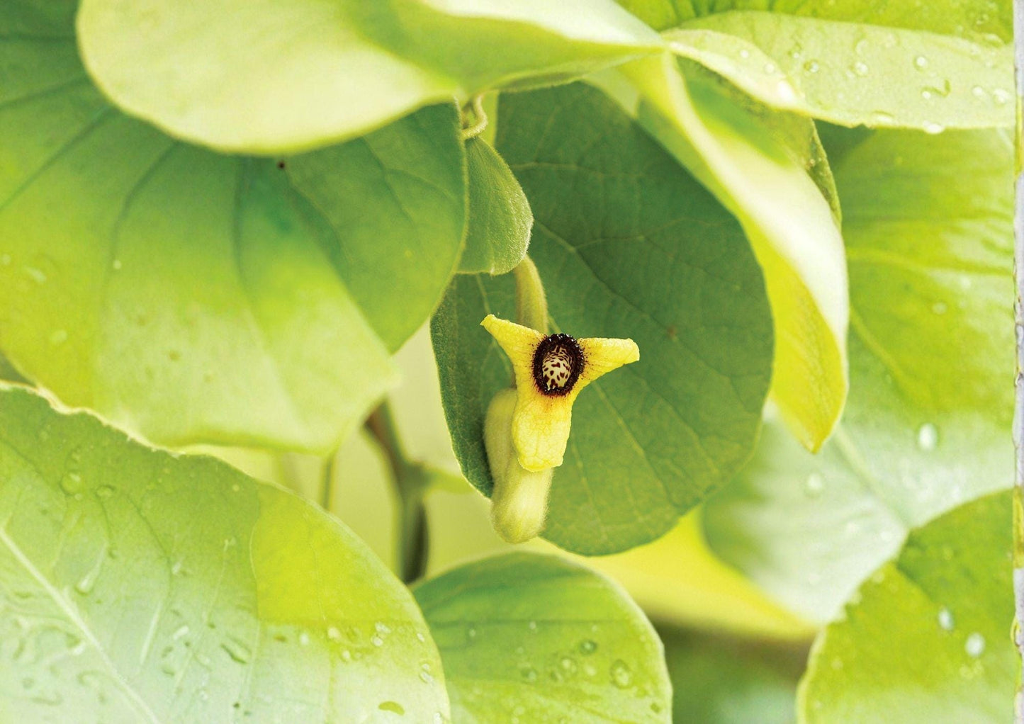 Dutchman's Pipevine Seeds – Aristolochia tomentosa, Swallowtail Host Plant, Climbing Vine, Native Garden, Butterfly Attractant, 10 Seeds