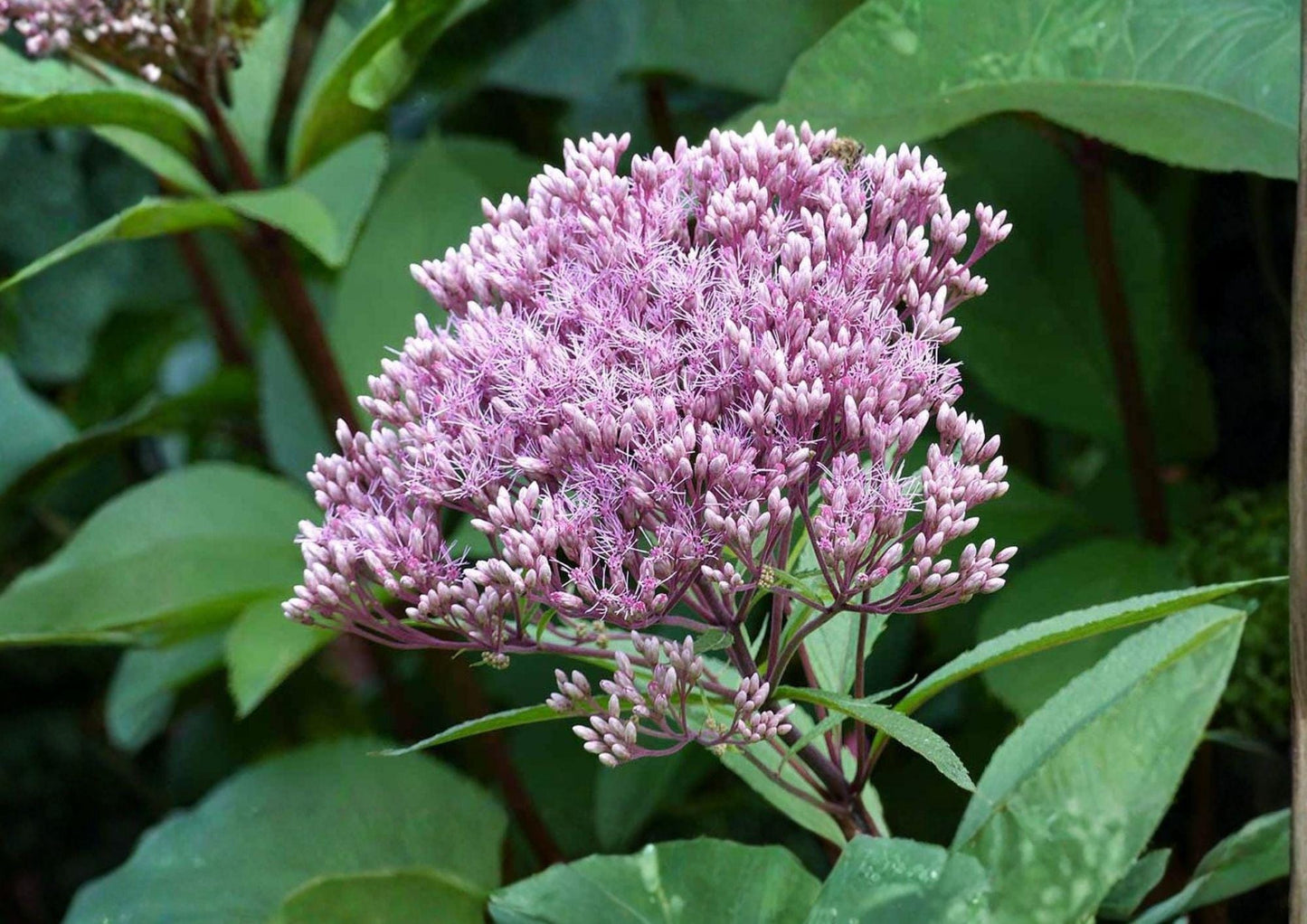 Joe Pye Weed Seeds | Eutrochium fistulosum | Pink Purple Flower Clusters | Wetland Native Perennial for Pollinators
