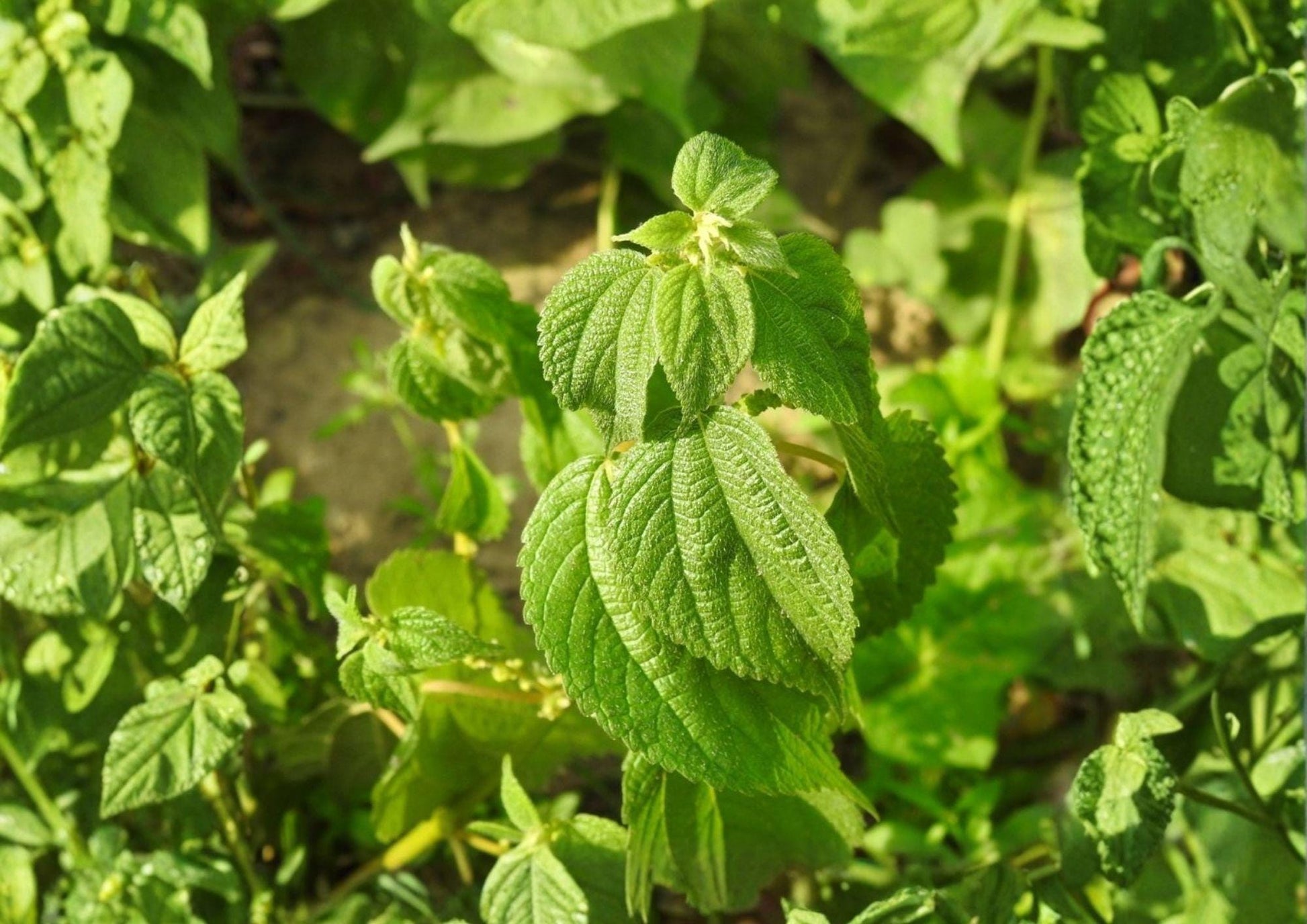 Smallspike False Nettle Seeds - Native Wetland Perennial, Boehmeria cylindrica, Supports Wildlife & Moist Soils, 100 Seeds