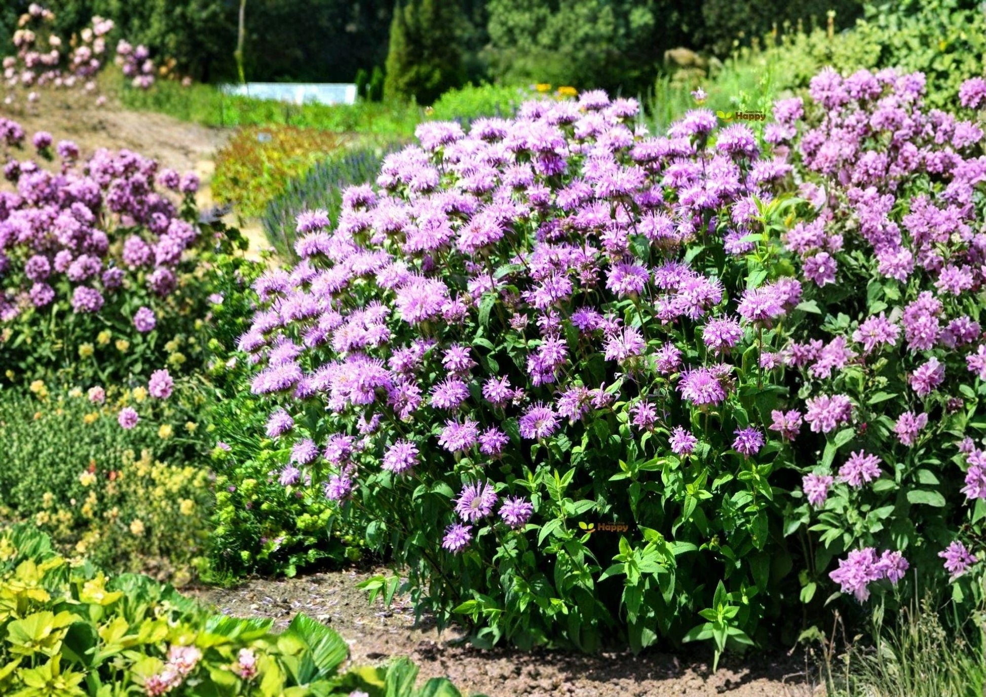 Wild Bergamot Seeds - Lavender Bee Balm, Pollinator-Friendly Perennial, Monarda fistulosa, 100 Seeds
