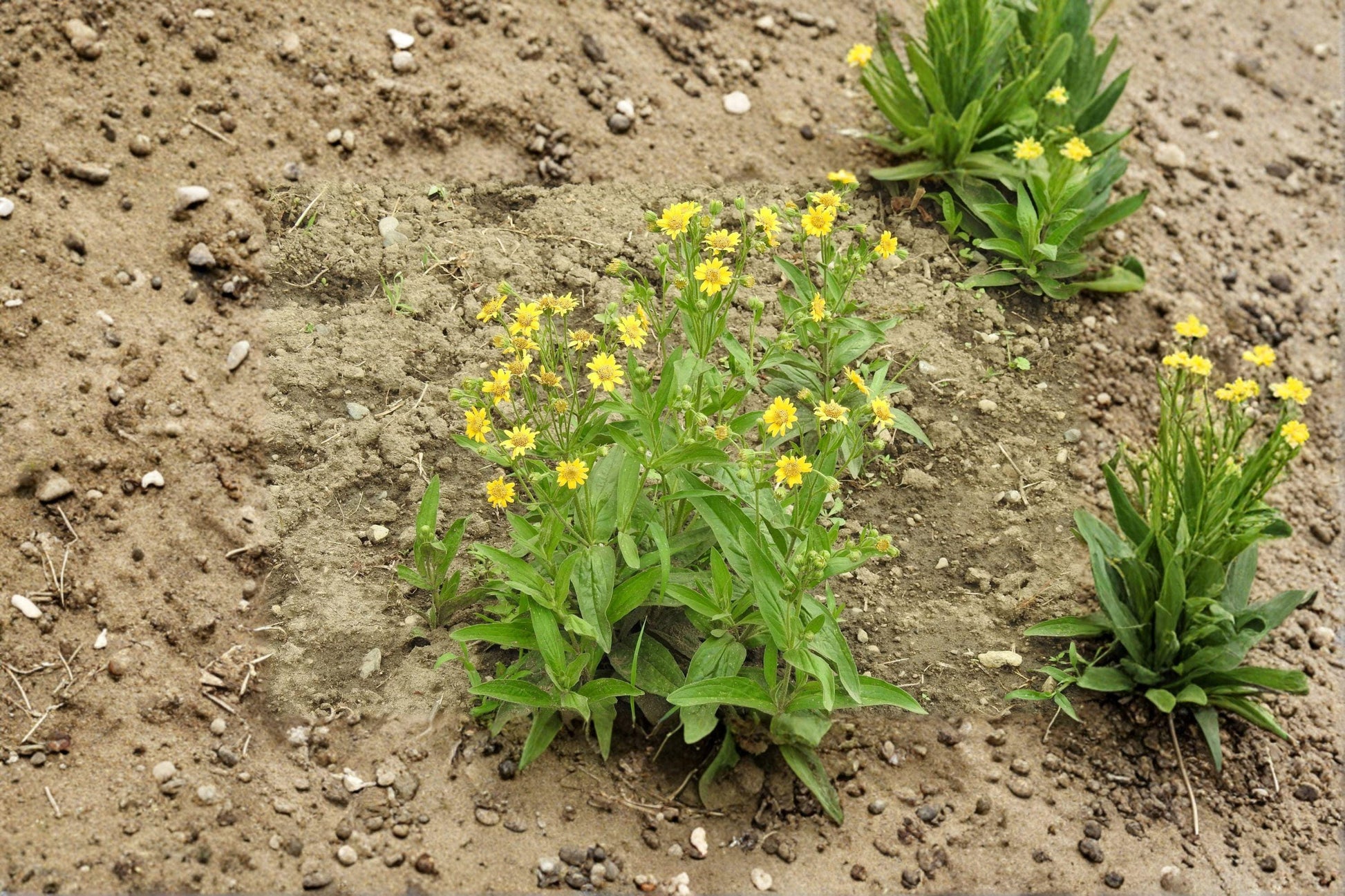 Meadow Arnica Seeds - Yellow Wildflower, Pollinator Garden, Native Perennial, Arnica chamissonis