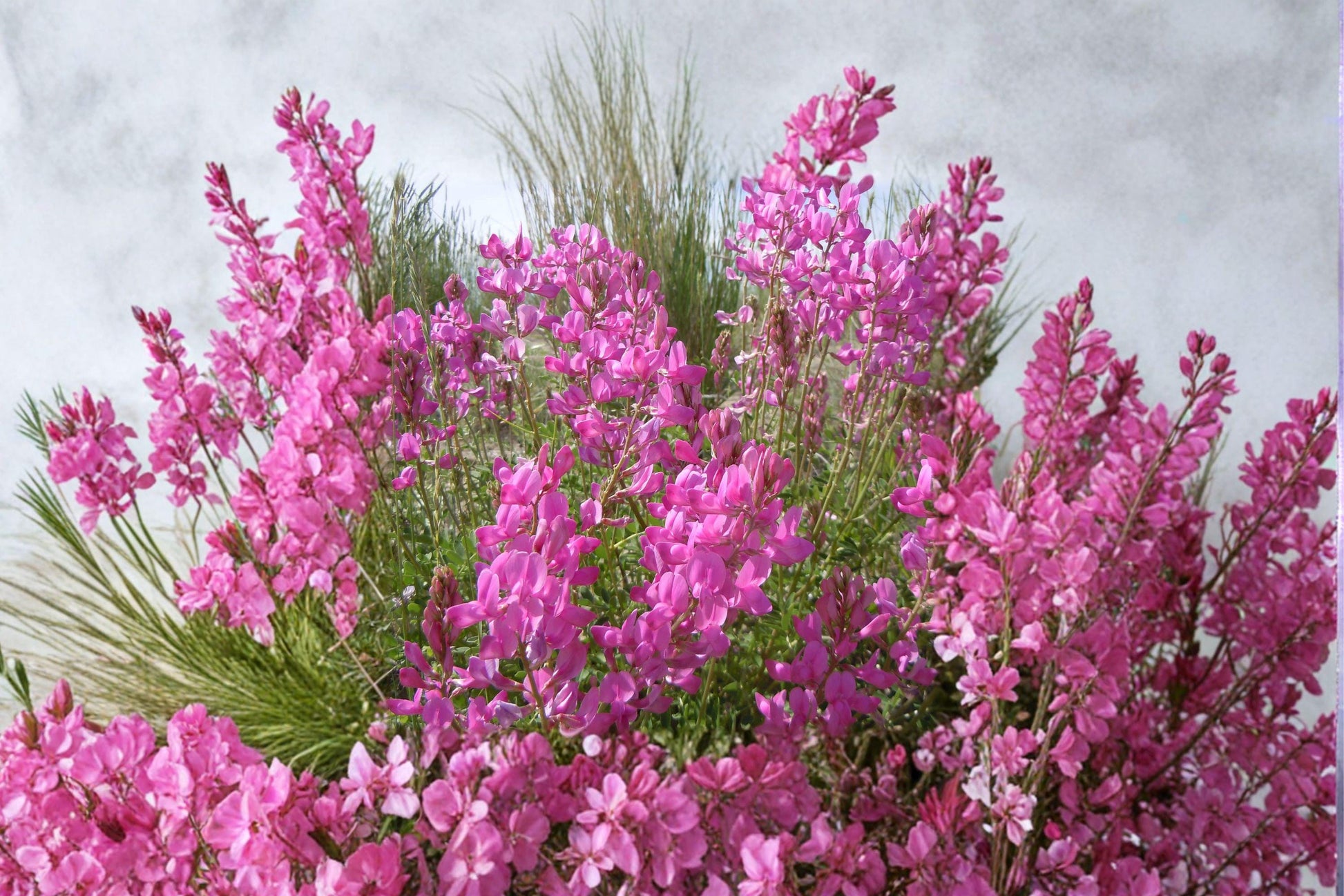 Utah Sweetvetch Seeds - 25 Hedysarum boreale Native Pollinator Wildflower for Prairie Gardens & Drought Tolerance