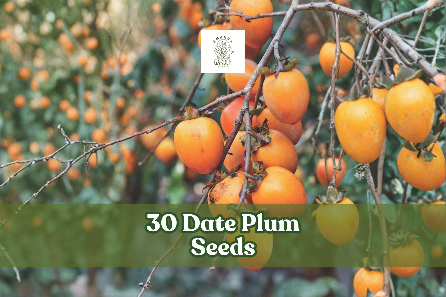 30 Date Plum Tree Seeds | Diospyros lotus | Ornamental Deciduous Fruit Tree for Garden and Landscape Planting