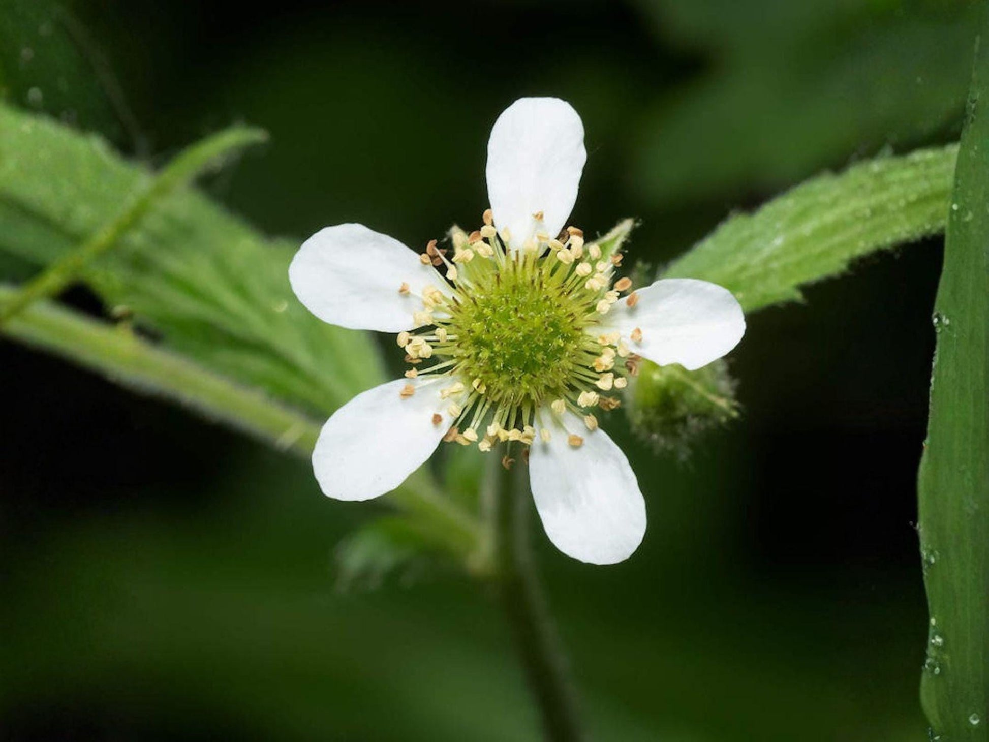 White Avens Seeds – Native Woodland Wildflower, Shade Pollinator Plant, Geum canadense, 100 Seeds