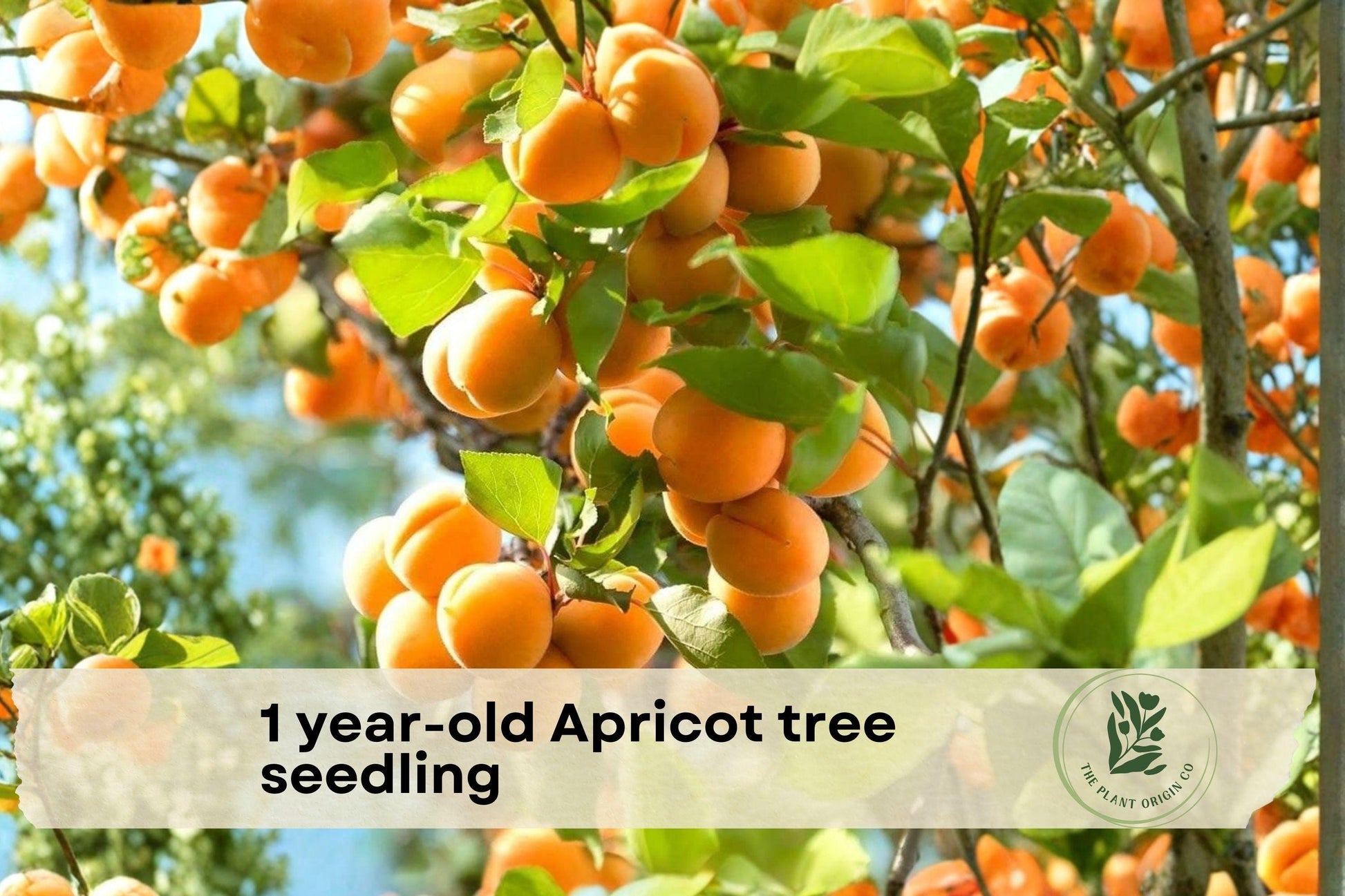 1-Year-Old Apricot Tree Seedling Live Fruit Tree Prunus domestica for Home Garden