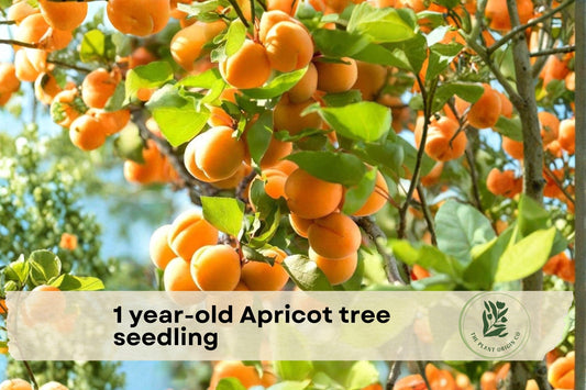 1-Year-Old Apricot Tree Seedling Live Fruit Tree Prunus domestica for Home Garden