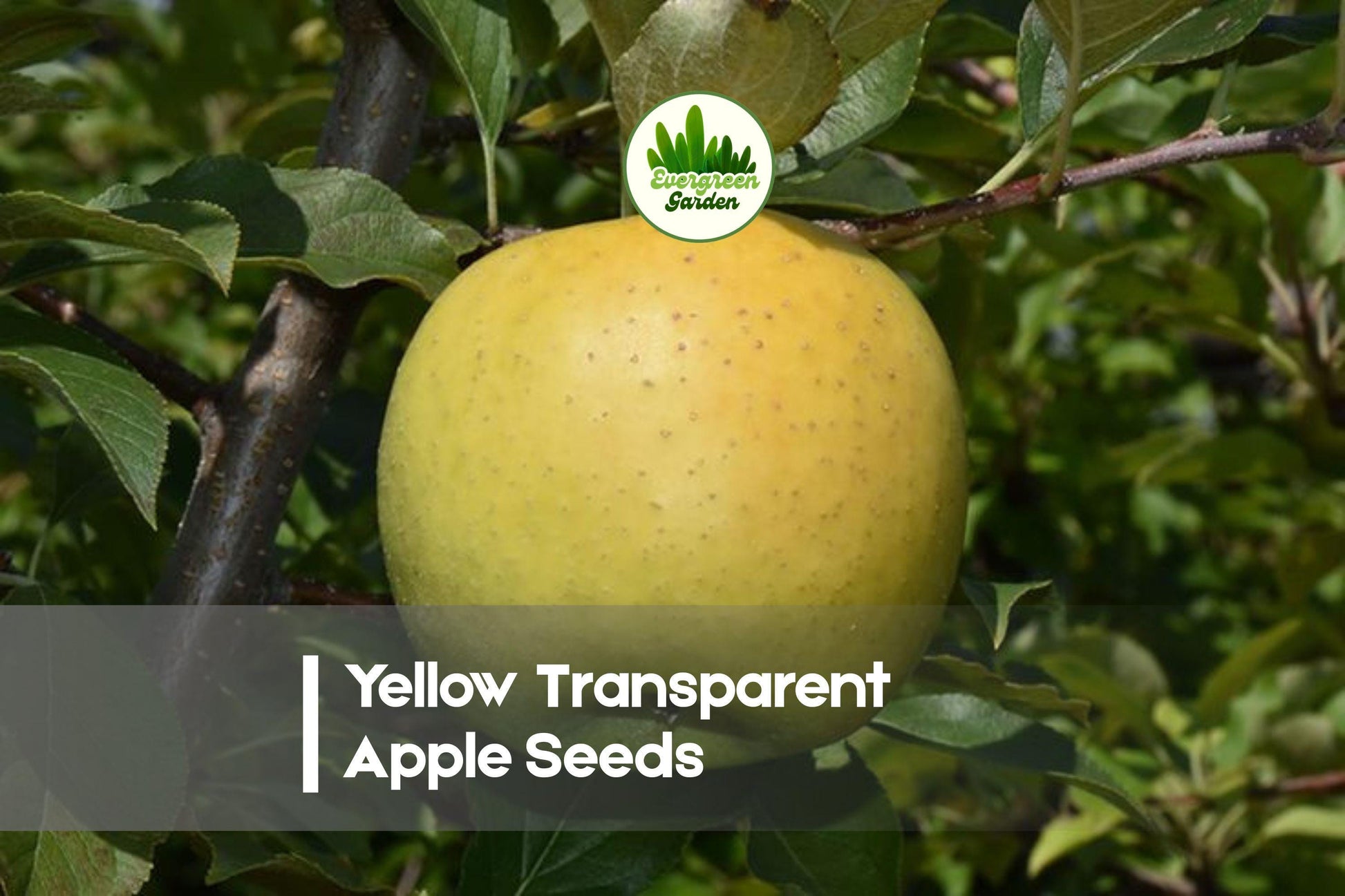 Yellow Transparent Apple Seeds - 25+ Fresh Malus domestica for Home Orchard & Garden Planting