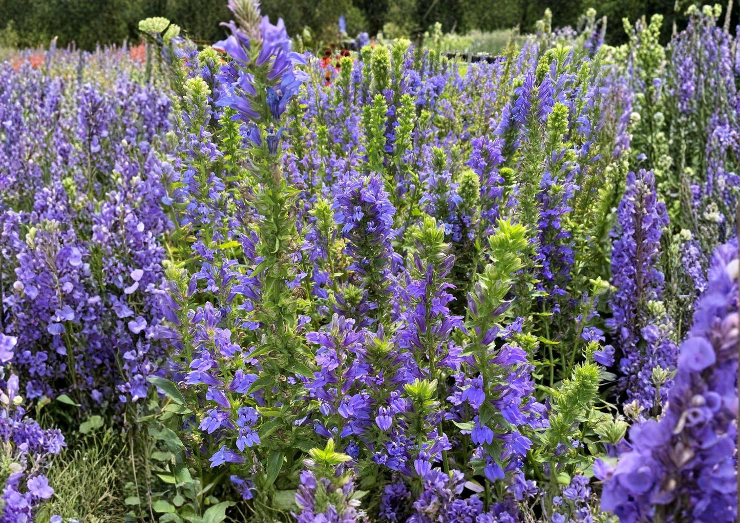 Blue Lobelia Seeds - Native Wetland Wildflower for Pollinator Gardens, Lobelia siphilitica, 500 Seeds