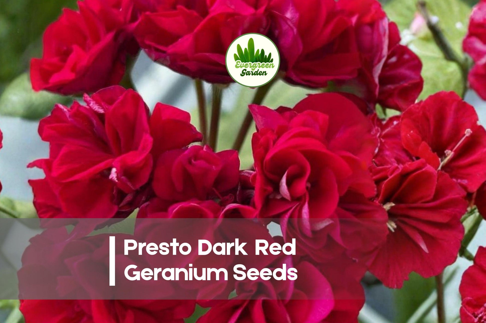 Presto Dark Red Geranium Seeds – Compact Pelargonium × hortorum, Bright Red Blooms, Easy Grow, 25 Seeds for Containers & Garden Beds