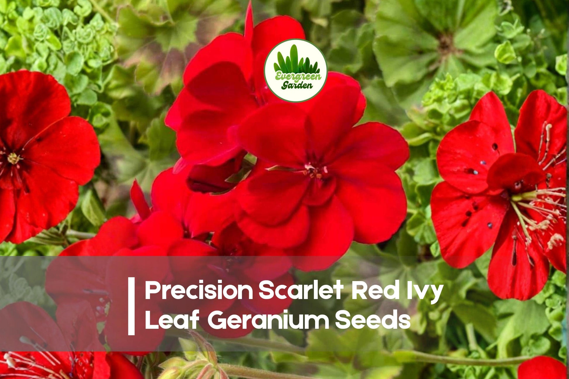 25 Precision Scarlet Red Ivy Leaf Geranium Seeds – Trailing Pelargonium peltatum for Hanging Baskets & Containers