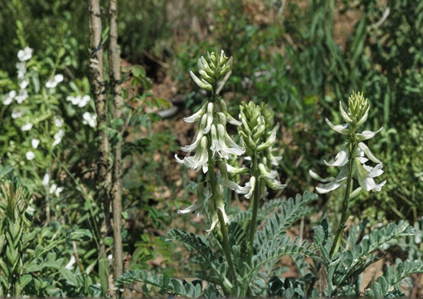 Woolly Milkvetch Seeds - Astragalus drummondii Native Prairie Legume with Cream to Light Purple Flowers, Drought Tolerant, Pollinator Friendly