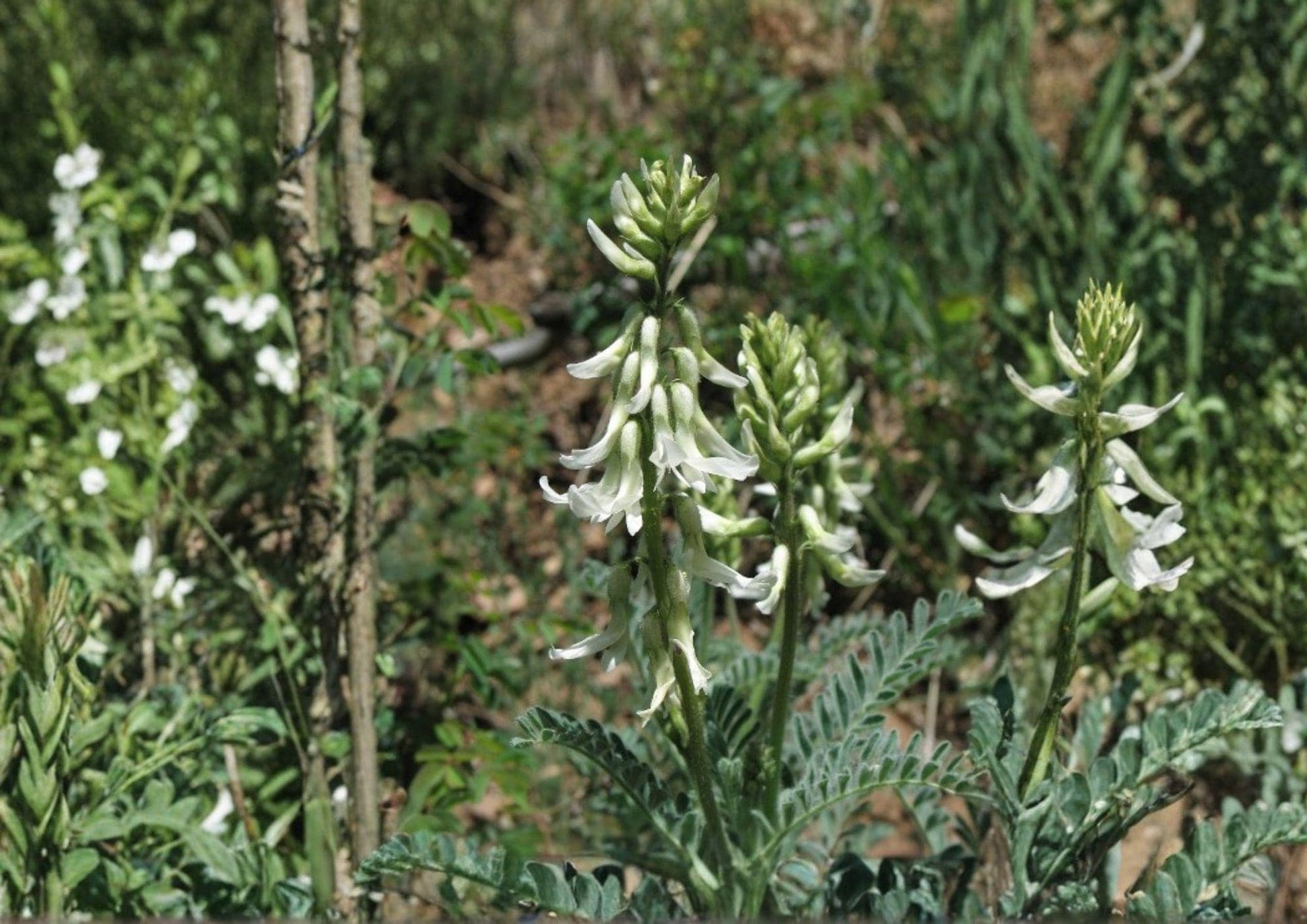 Woolly Milkvetch Seeds - Astragalus drummondii Native Prairie Legume for Drought Tolerance & Pollinator Support