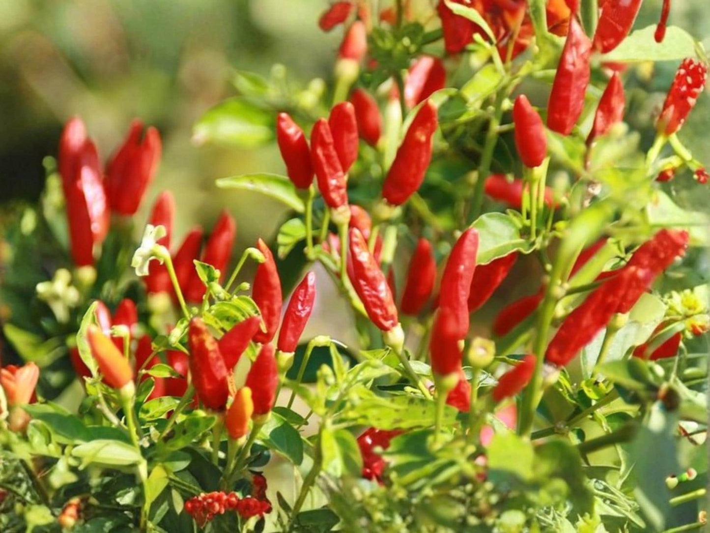 Tabasco Hot Chili Pepper Seeds – Heirloom Variety for Hot Sauce, Container Gardening, 25 Seeds
