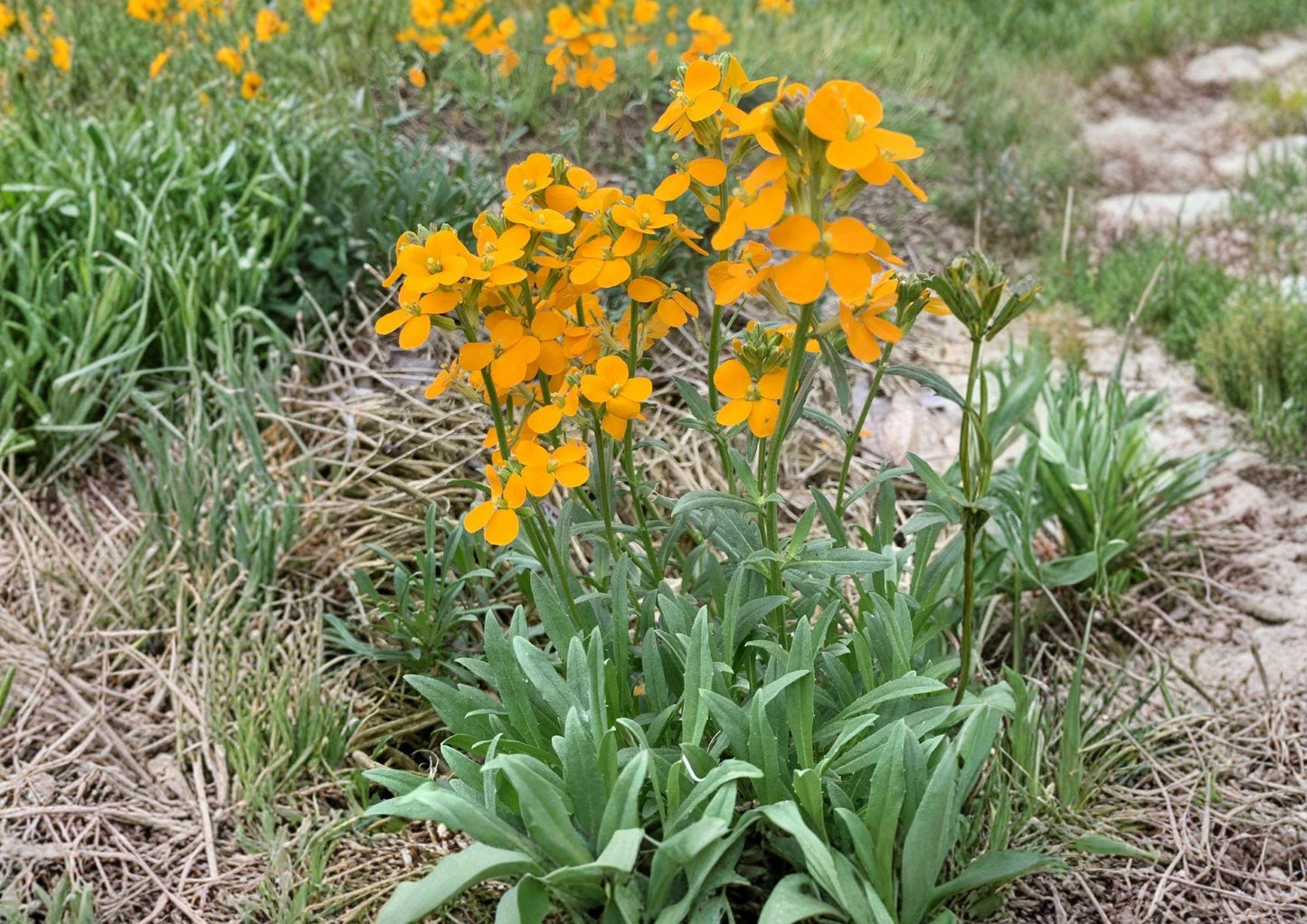 Western Wallflower Seeds – Native Orange Pollinator Wildflower, Erysimum capitatum, 100 Seeds