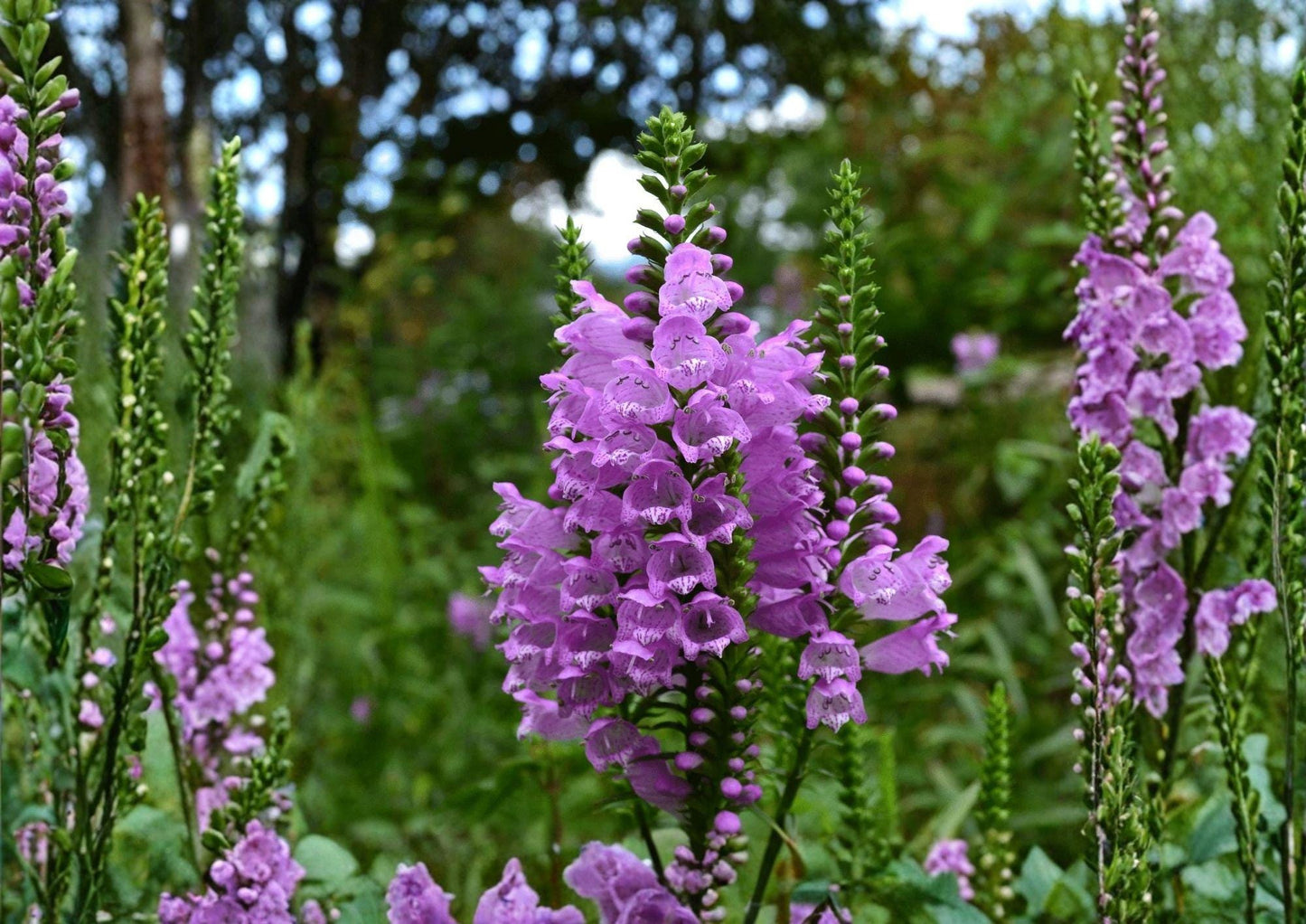 Obedient Plant Seeds – Pink Purple Native Perennial, Pollinator Garden, Physostegia virginiana, Tubular Flowers, Bees & Hummingbirds