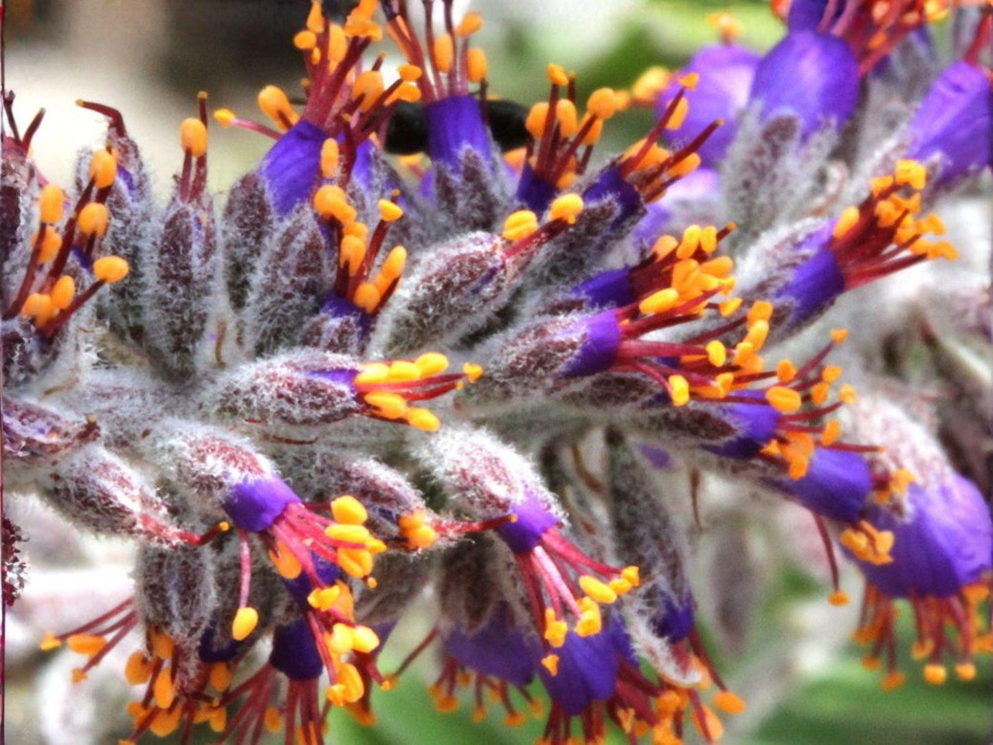 Amorpha Canescens Seeds – 40 Native Prairie Shrub Seeds for Xeriscape, Pollinator Gardens, Native Landscaping