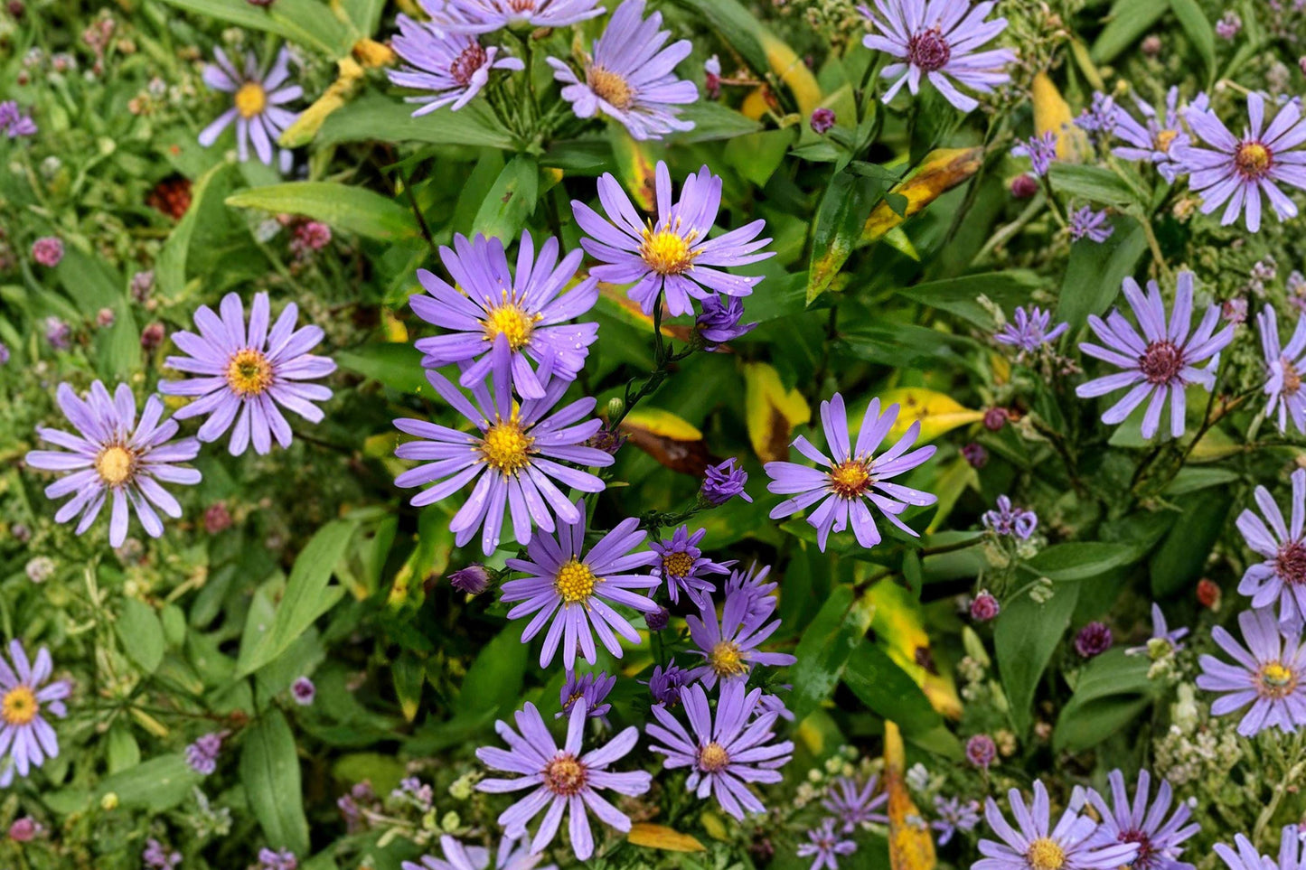 Smooth Blue Aster Seeds – Native Lavender Wildflower, Pollinator Garden, Symphyotrichum laeve, Drought Tolerant Perennial