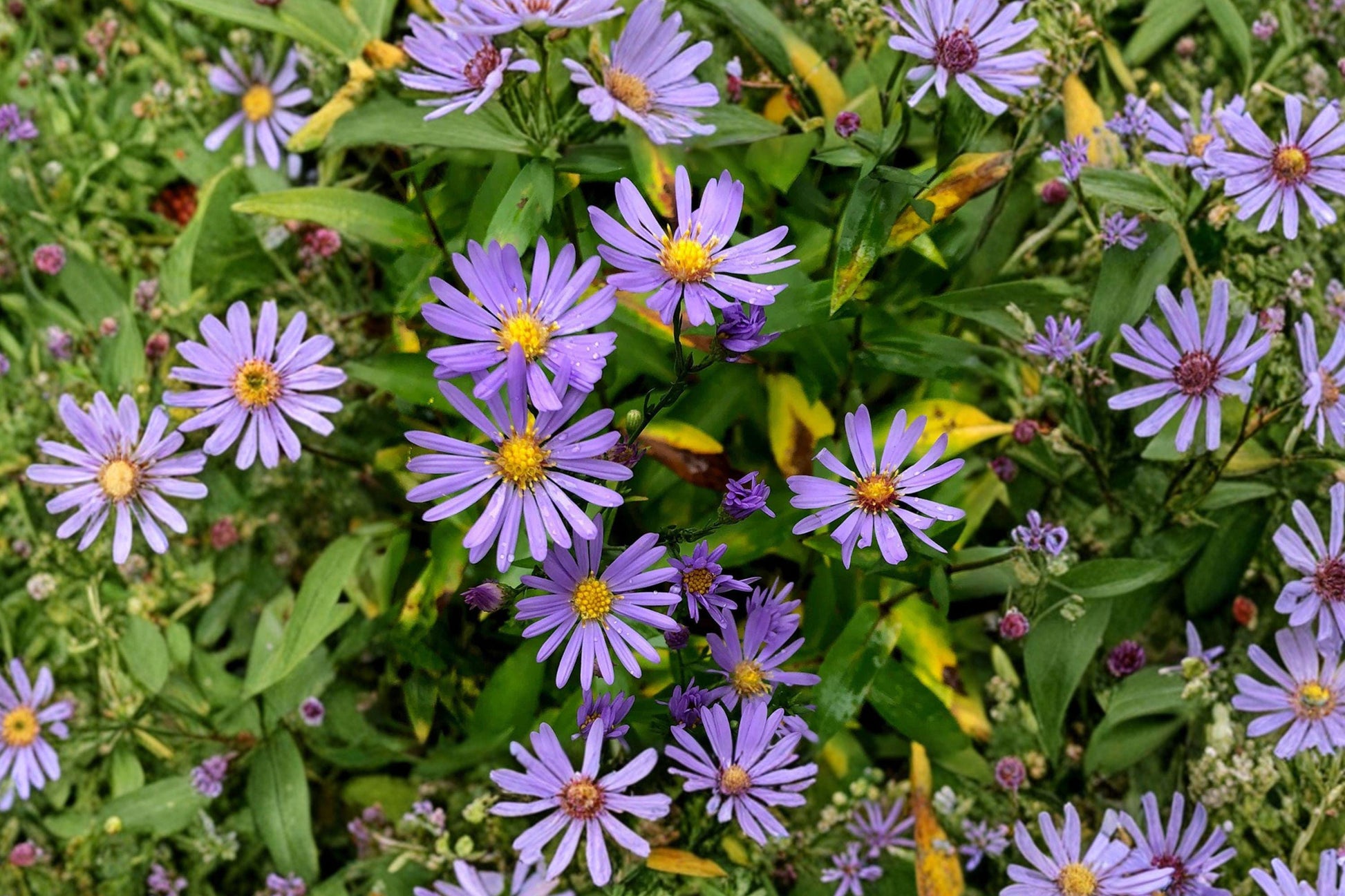 Smooth Blue Aster Seeds – Native Lavender Wildflower, Pollinator Garden, Symphyotrichum laeve, Drought Tolerant Perennial