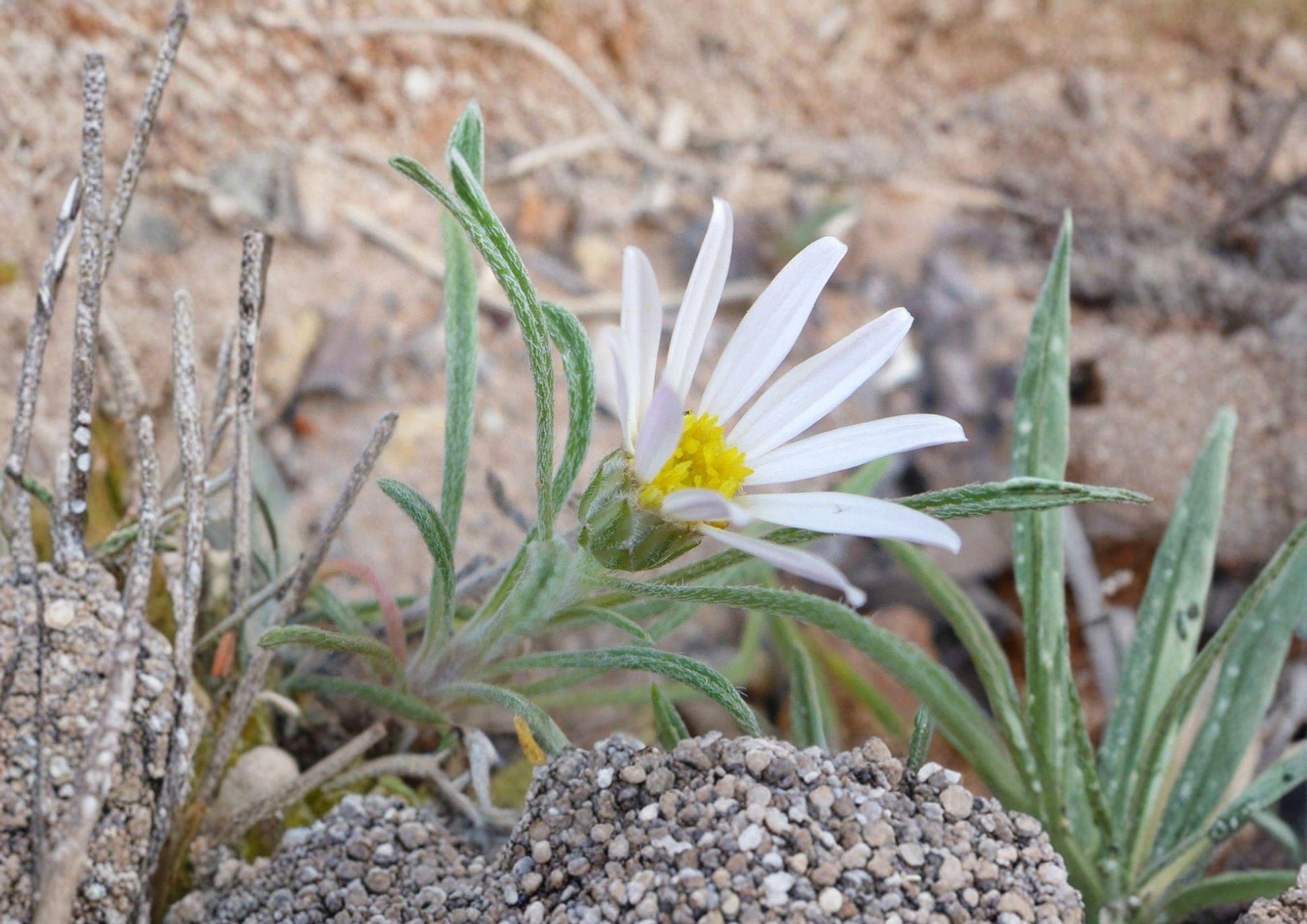 Fendler's Easter Daisy Seeds - Native Pink Wildflower, Rock Garden Perennial, Townsendia fendleri, Drought Tolerant, 100 Seeds