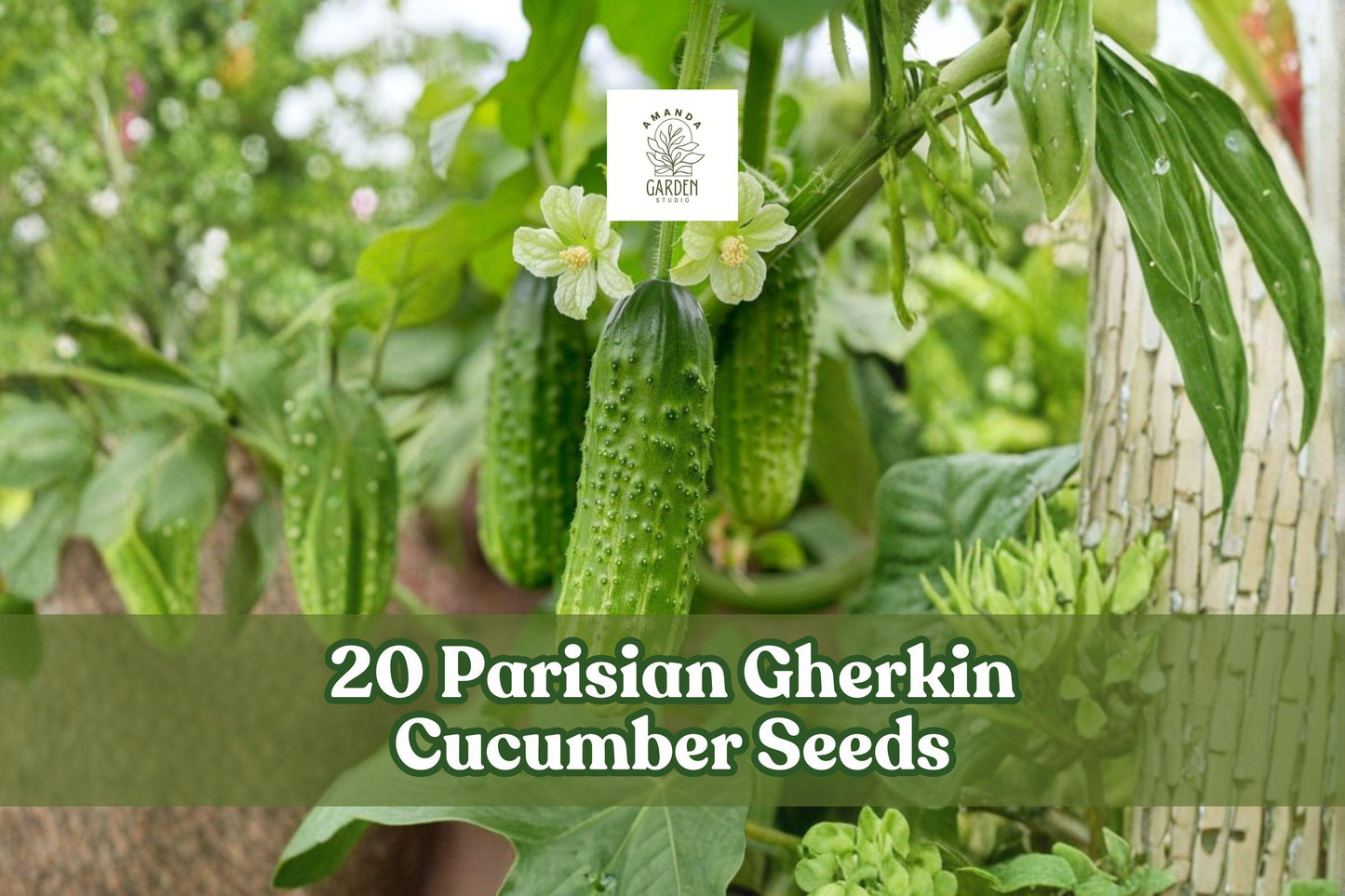 20 Parisian Gherkin Cucumber Seeds – Compact, Semi-Vining, Black-Spined Cucumis sativus for Container & Garden Planting