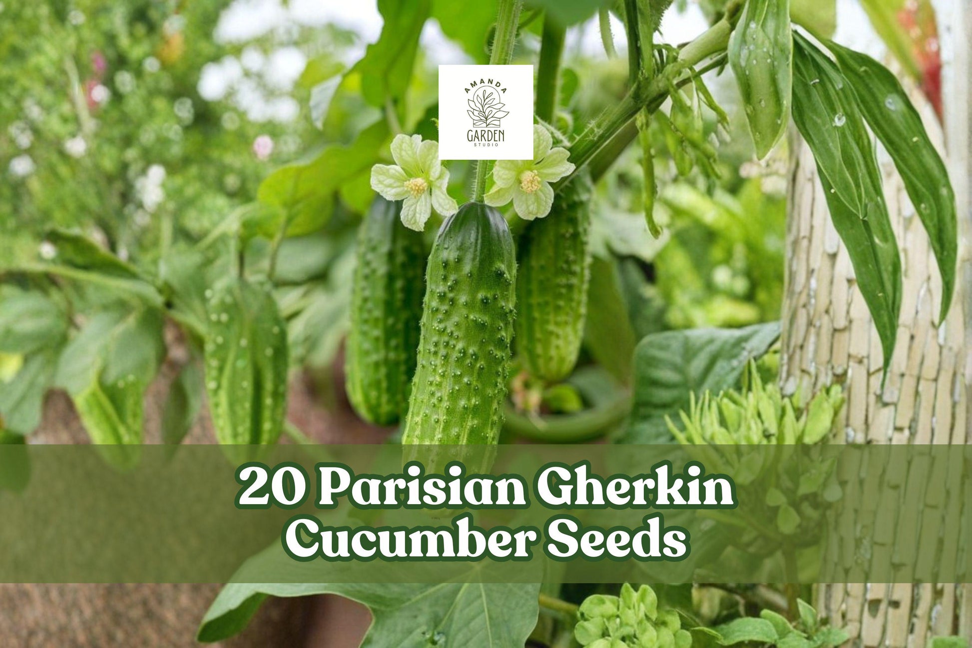 20 Parisian Gherkin Cucumber Seeds – Compact, Semi-Vining, Black-Spined Cucumis sativus for Container & Garden Planting