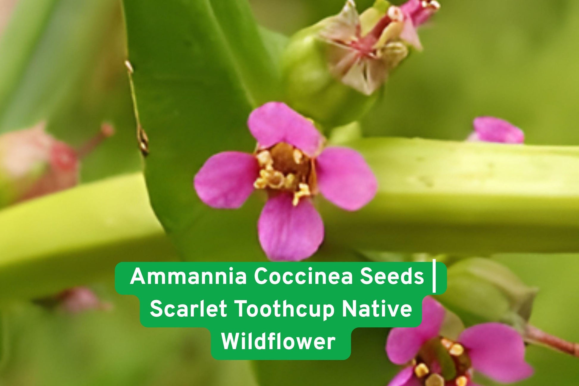 Ammannia coccinea seeds, wetland wildflower, scarlet bloom seeds, aquatic plant seeds, native water garden, pond edge plant, pollinator friendly seeds, rain garden wildflower, wet soil plant, summer bloom seeds, native North American seeds, aquatic habitat plant, red flowering seeds