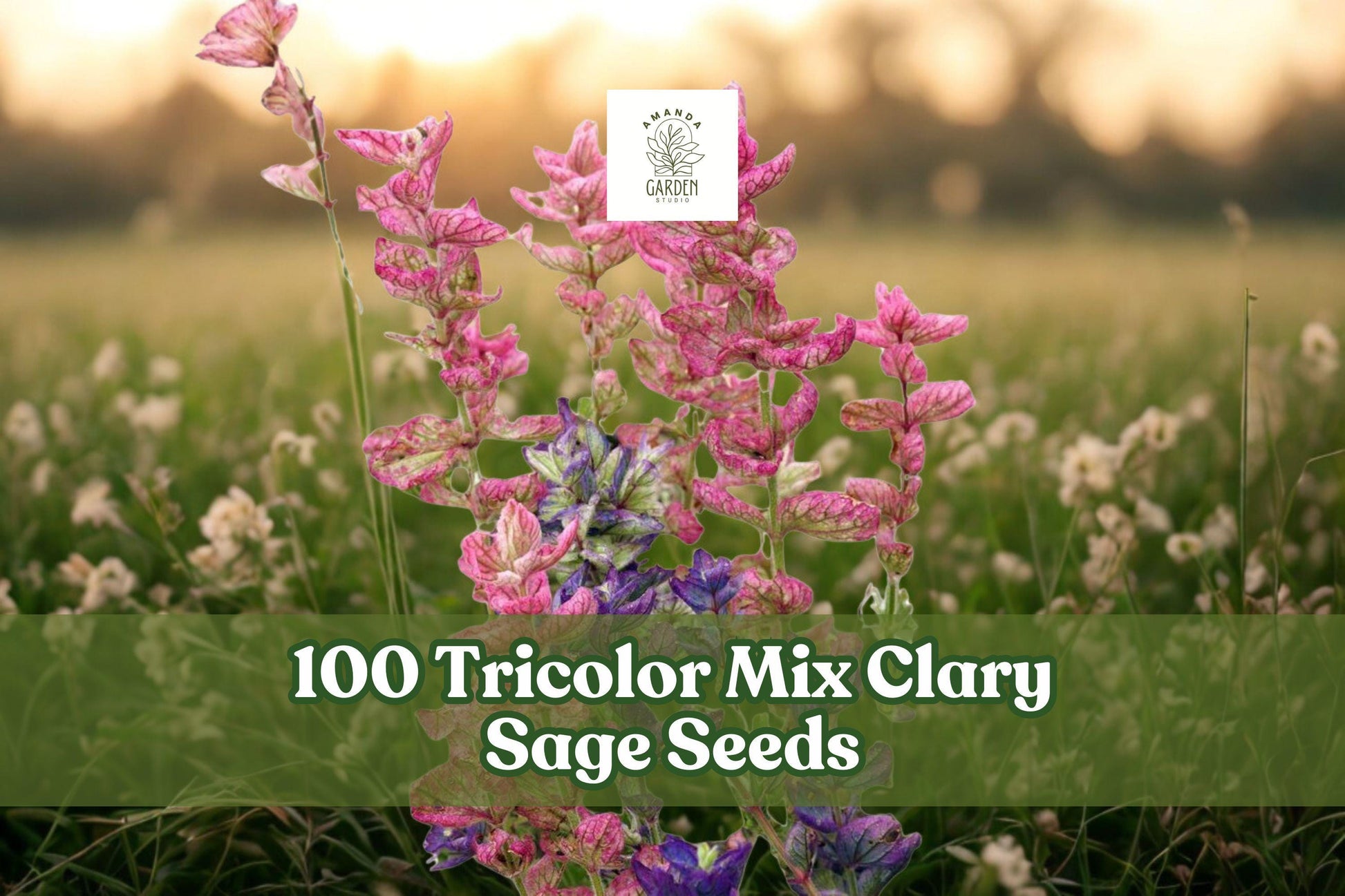 100 Tricolor Mix Clary Sage Seeds – Salvia viridis Annual Flower for Garden Beds & Borders in Pink, Purple, Blue & White