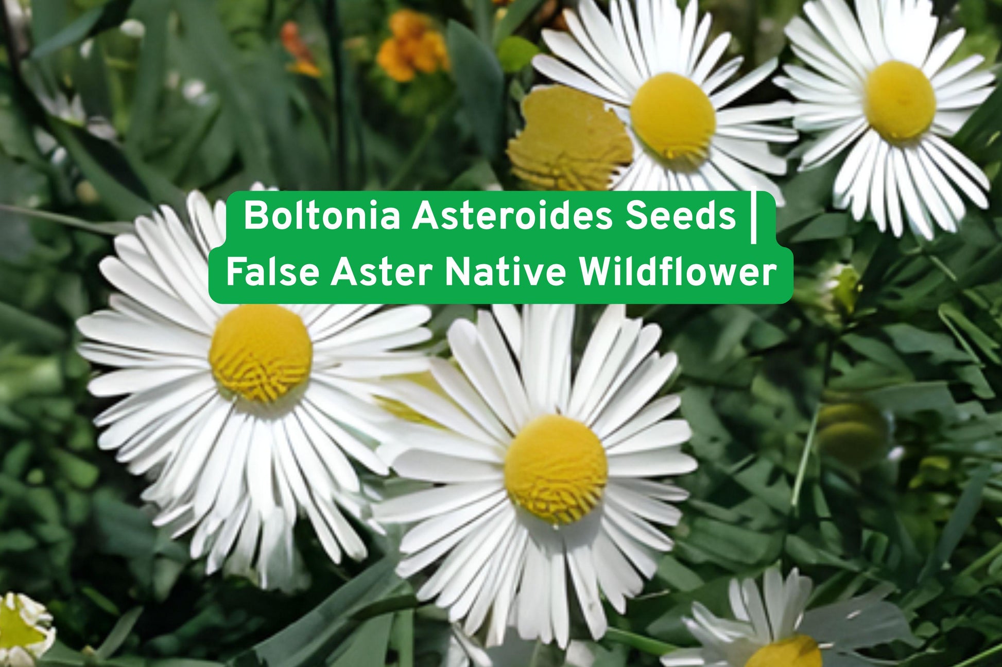 plant seeds, native wildflower, perennial plant, pollinator garden, white blooms, meadow planting, rain garden, prairie flower, late season bloom, tall garden plant, butterfly attractant, naturalized area, wildflower seeds