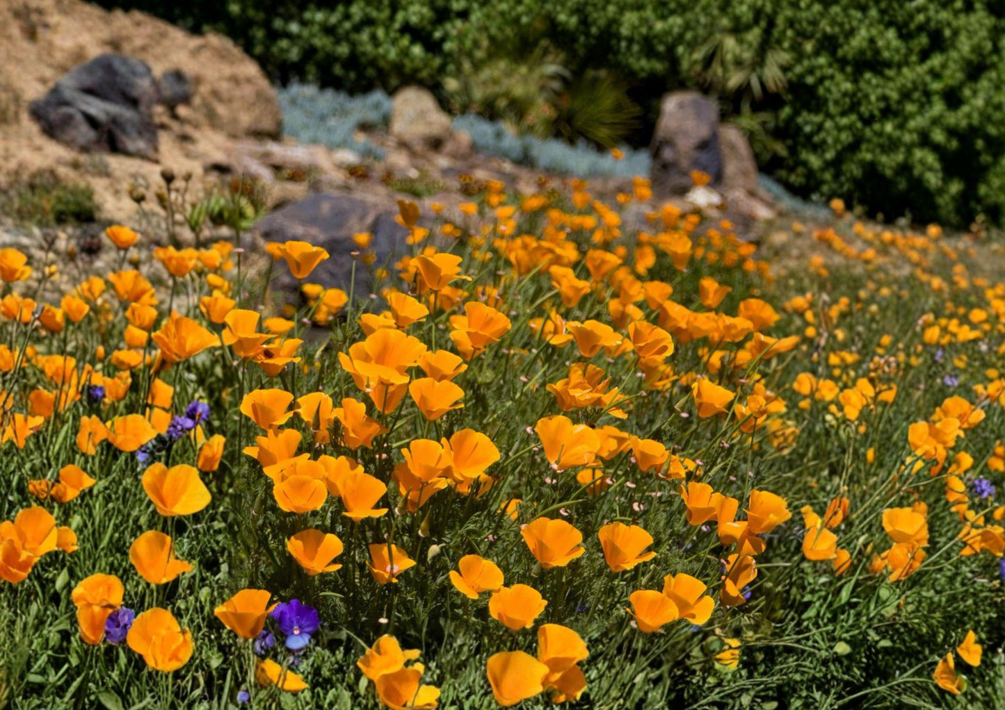California Poppy Seeds - Bright Orange Wildflower, Drought Tolerant, Eschscholzia californica, Native Wildflower, Bee-Friendly, 50 Seeds