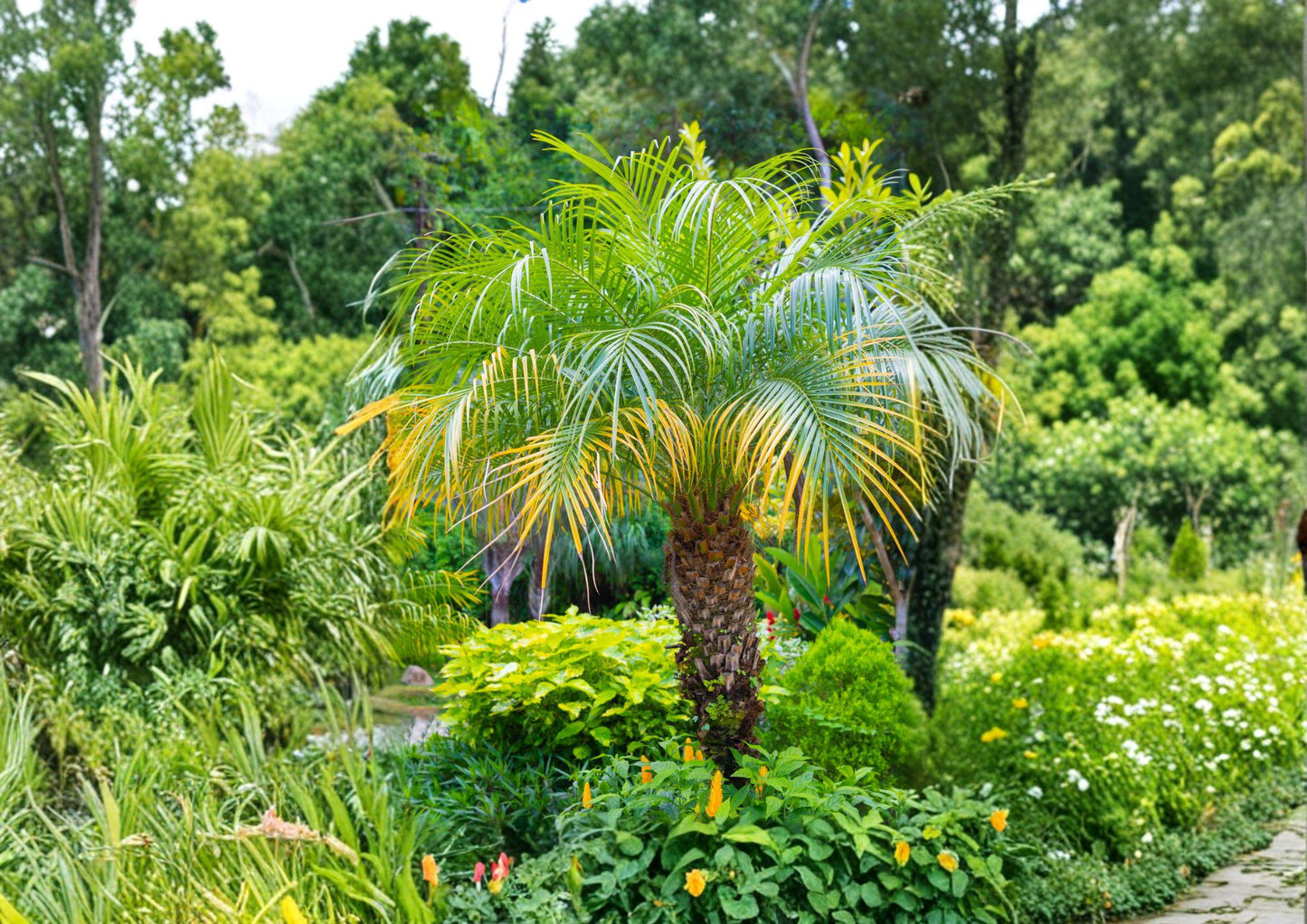 Pygmy Date Palm Seeds - Phoenix roebelenii, Miniature Tropical Indoor/Outdoor Palm, Container Plant, 5 Seeds