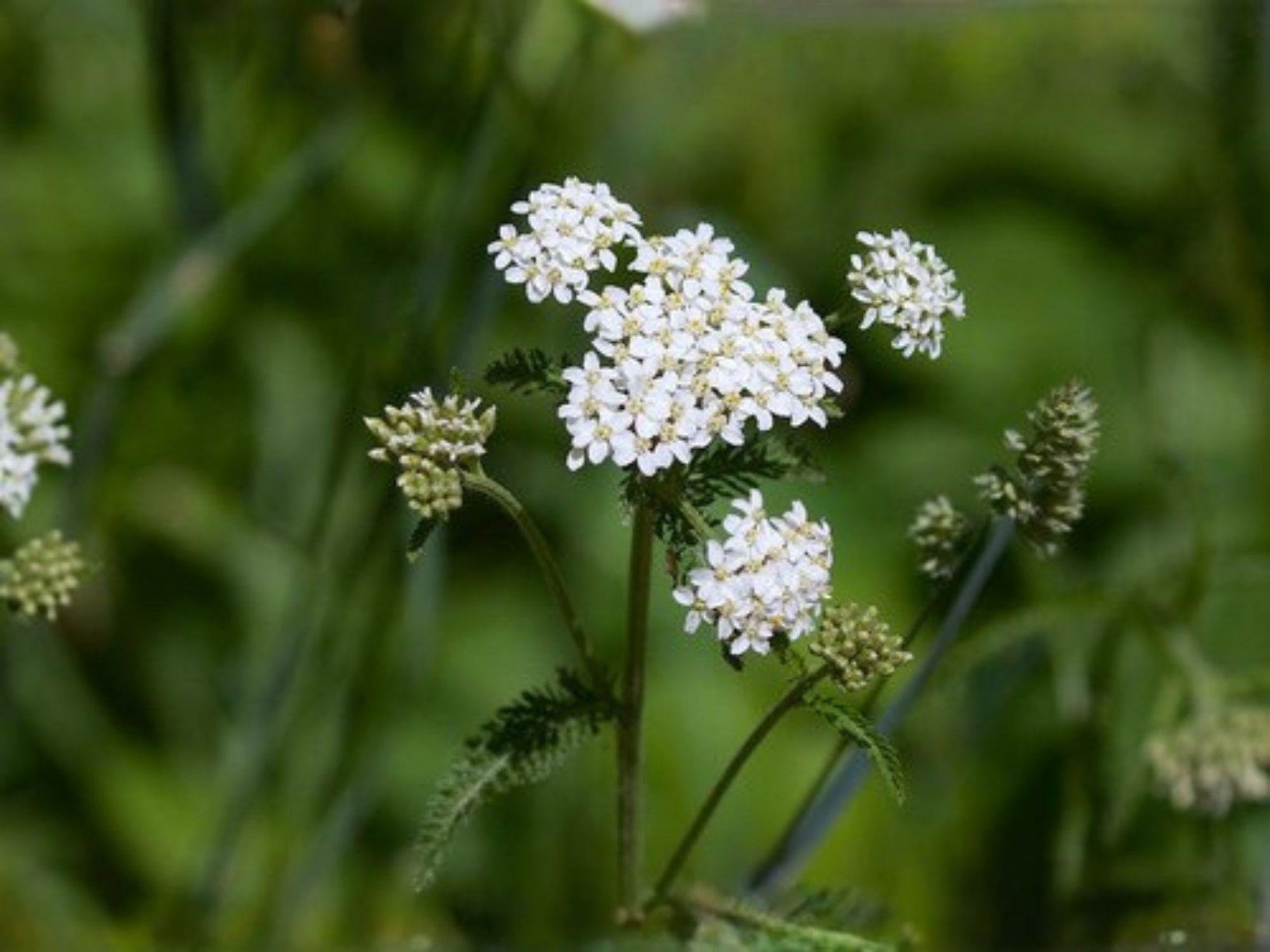 Western Yarrow Seeds – 500 Native Achillea Millefolium Occidentalis Wildflower for Pollinator Gardens, Drought Tolerance