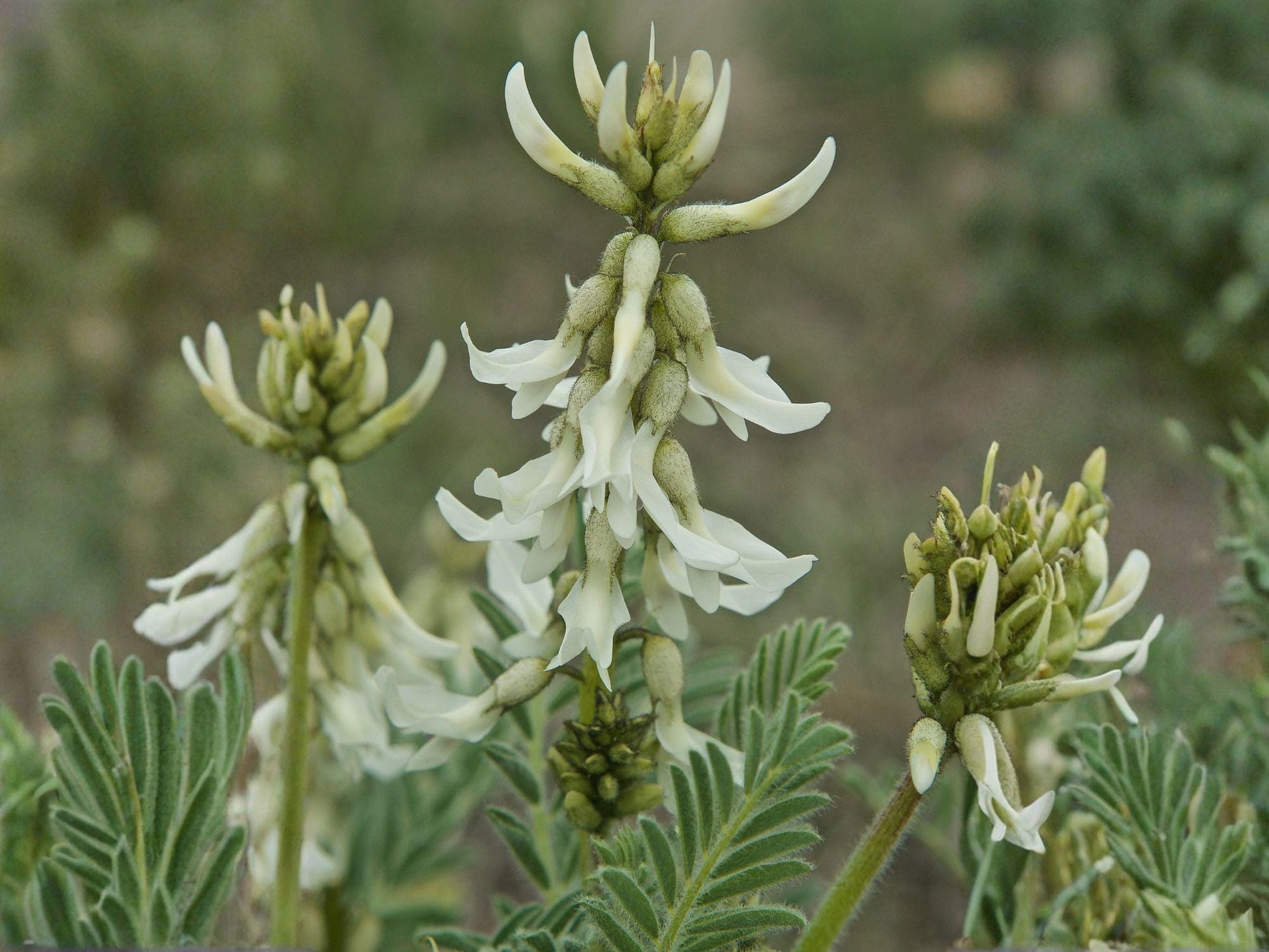 Astragalus drummondii Seeds – Woolly Milkvetch Native Prairie Legume with Cream Purple Flowers – Drought Tolerant Perennial Wildflower
