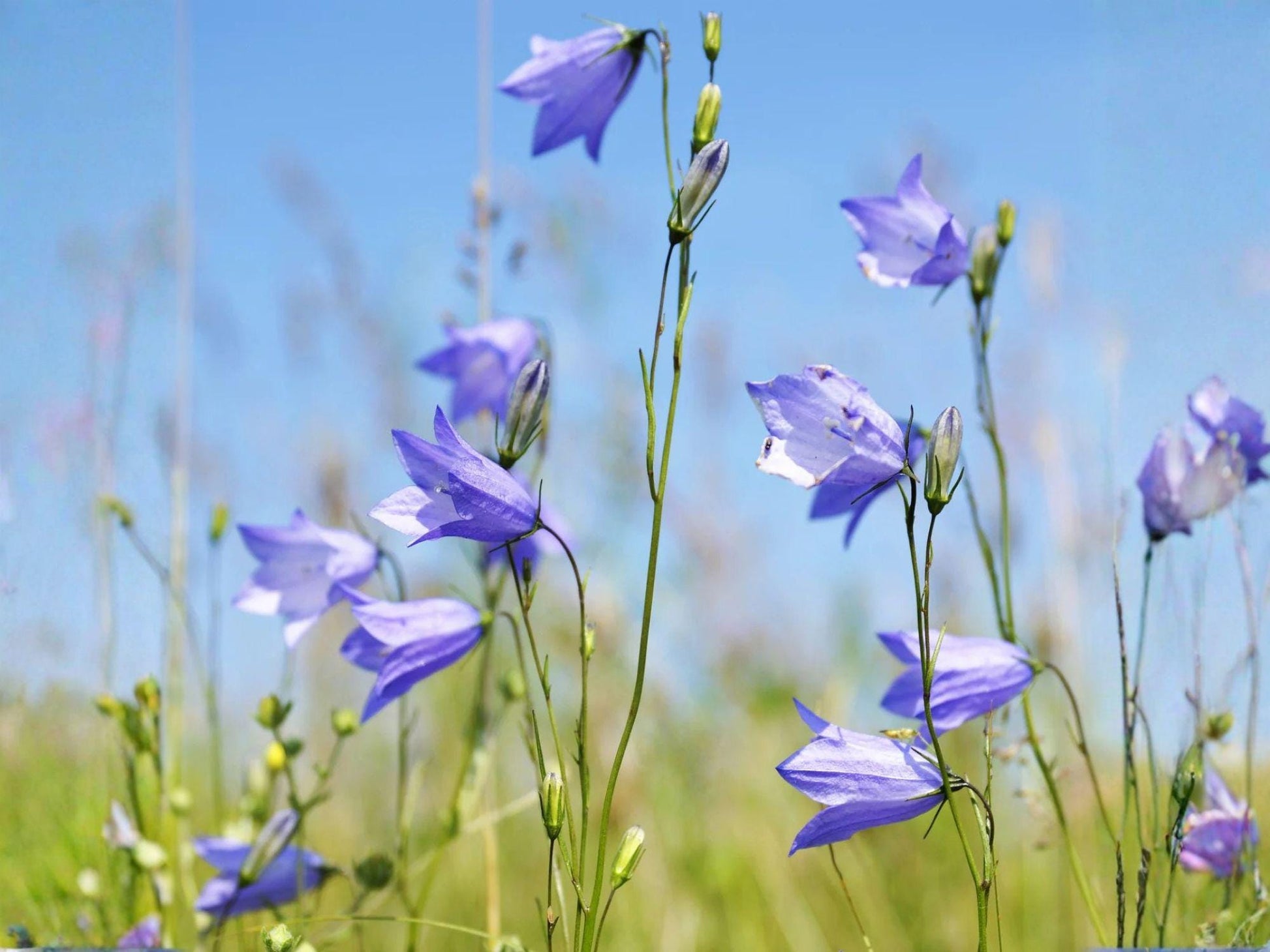 Campanula rotundifolia Seeds – 100 Harebells Blue Bellflower Perennial Wildflower for Rock Gardens & Native Gardens