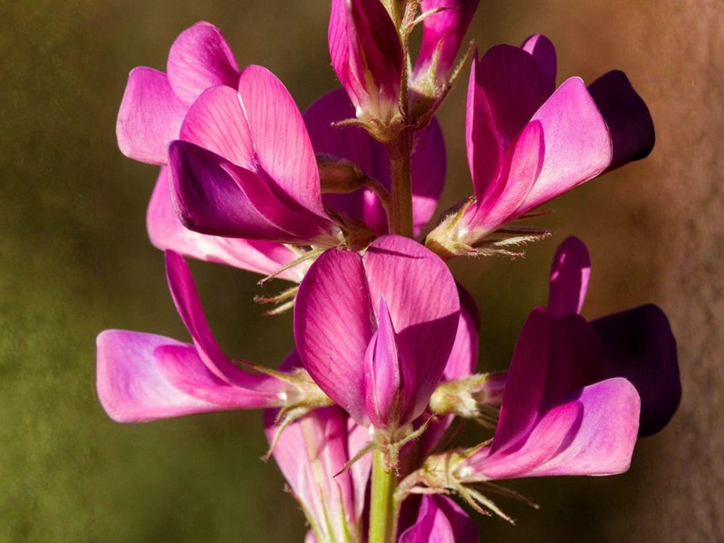 Hedysarum Boreale Seeds – 25 Utah Sweetvetch Native Pink Prairie Legume for Mountain, Xeriscape & Native Gardens