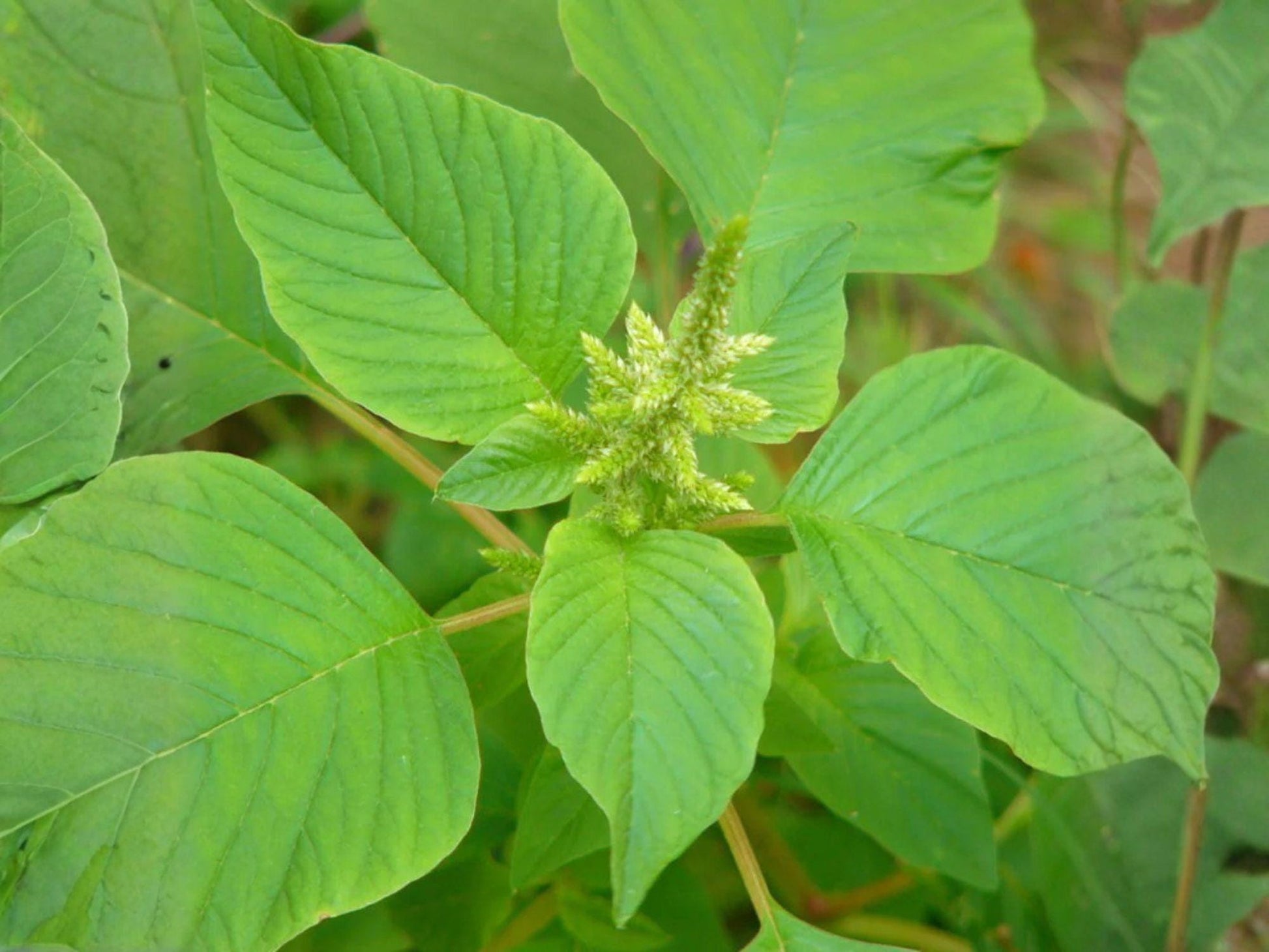 Edible Amaranth Seeds – White Light Green Heirloom Vegetable Greens – 500 Non-GMO Garden Seeds