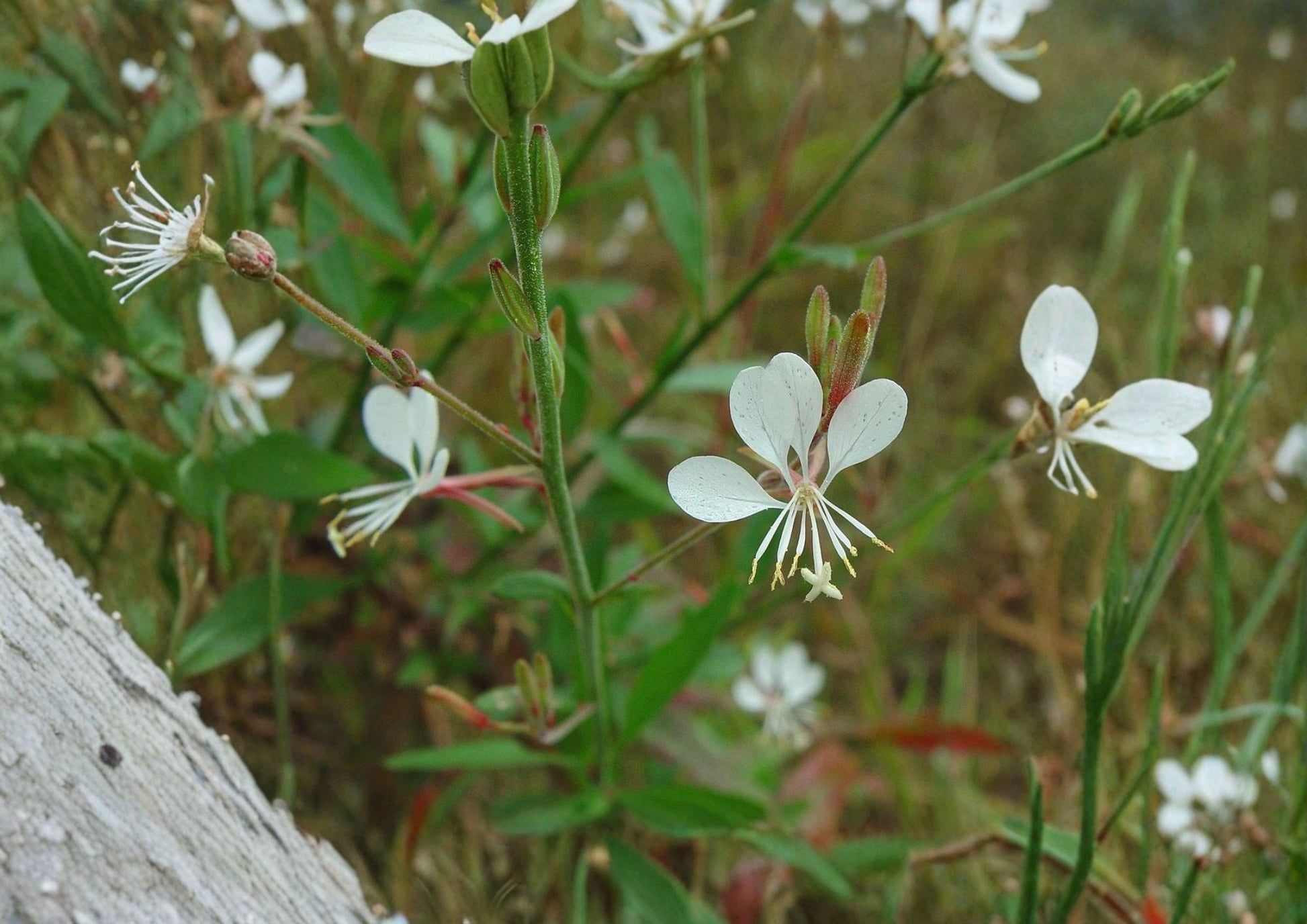 Gaura Biennis Seeds - Native White Pink Beeblossom, Pollinator Meadow Wildflower, Oenothera biennis, 25 Seeds