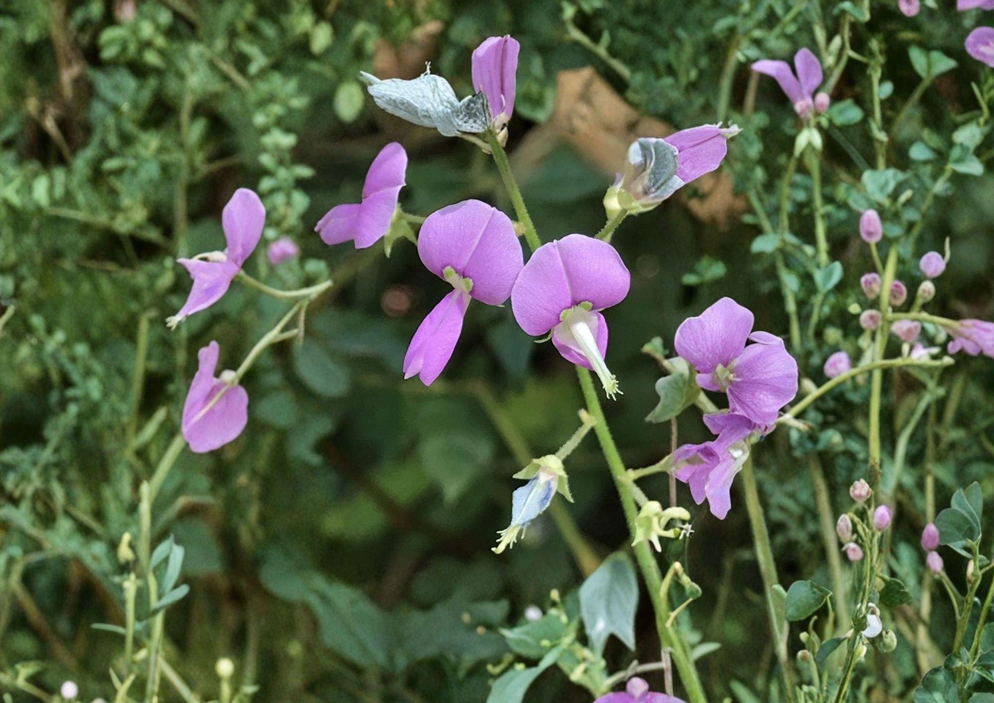 Desmodium paniculatum Panicledleaf Ticktrefoil Seeds – Native Prairie Wildflower, Pink Pollinator Perennial, Legume, 40 Seeds